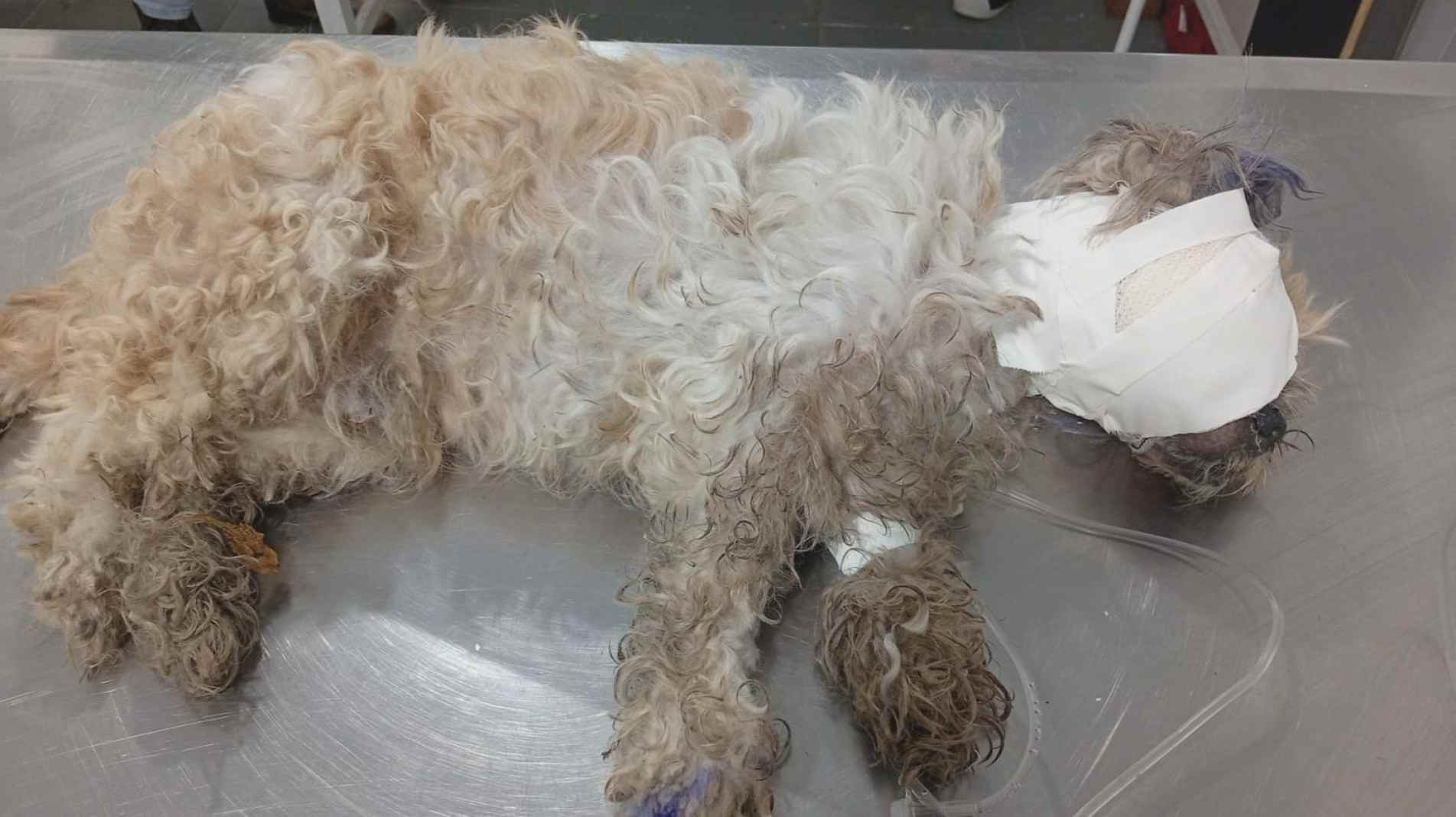 Cachorro com larvas no olho teria sido medicado e liberado sem tratamento adequado

