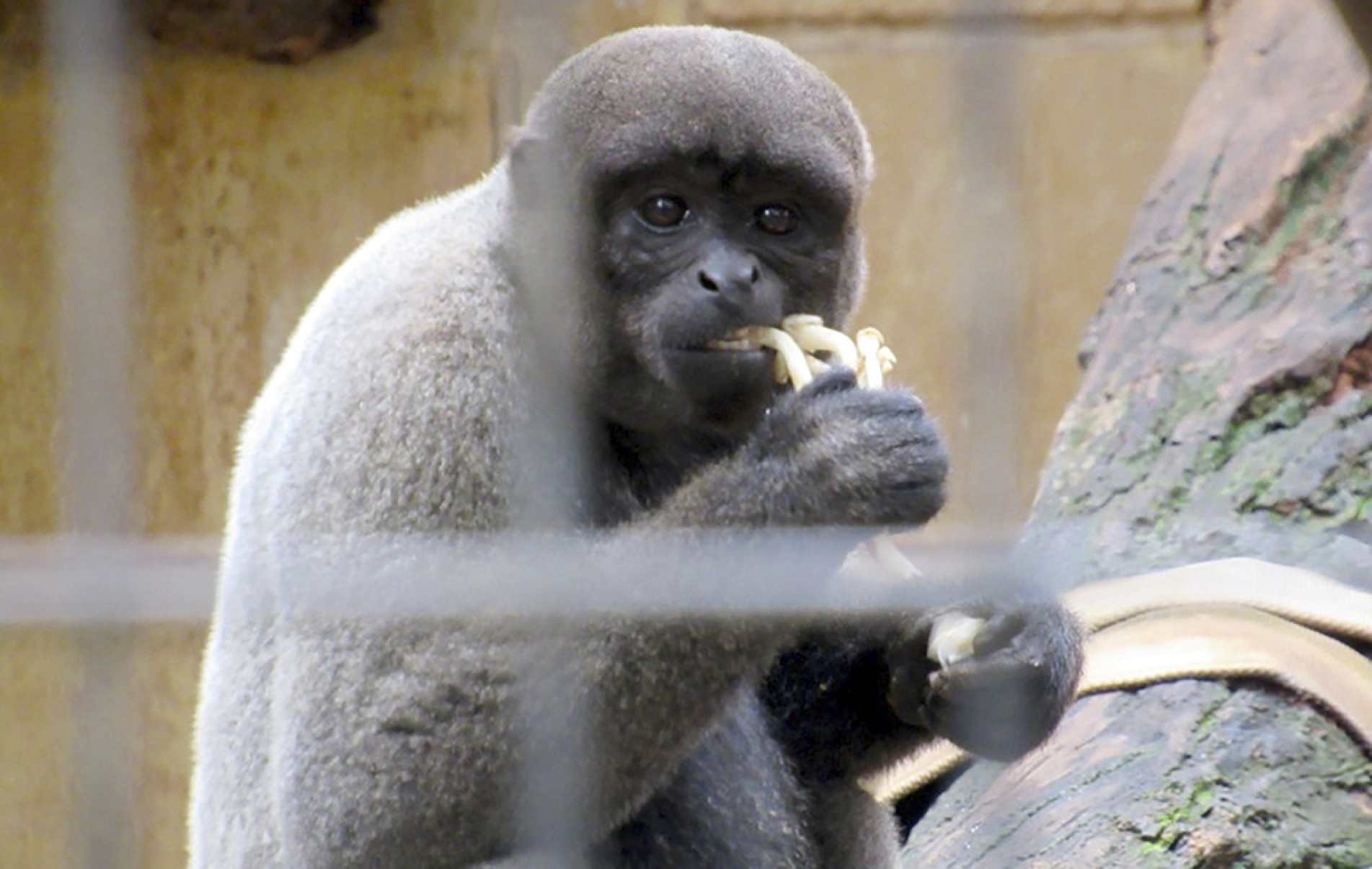 Macacos comem cogumelos na natureza e em cativeiro
