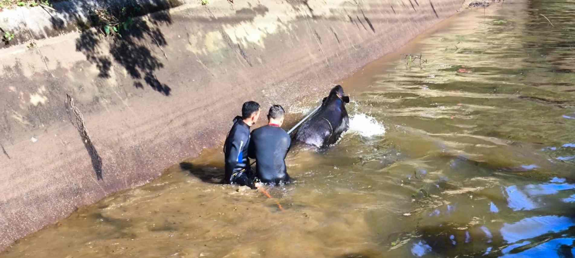  O animal apresentava dificuldade para sair do local, por características da sua estrutura