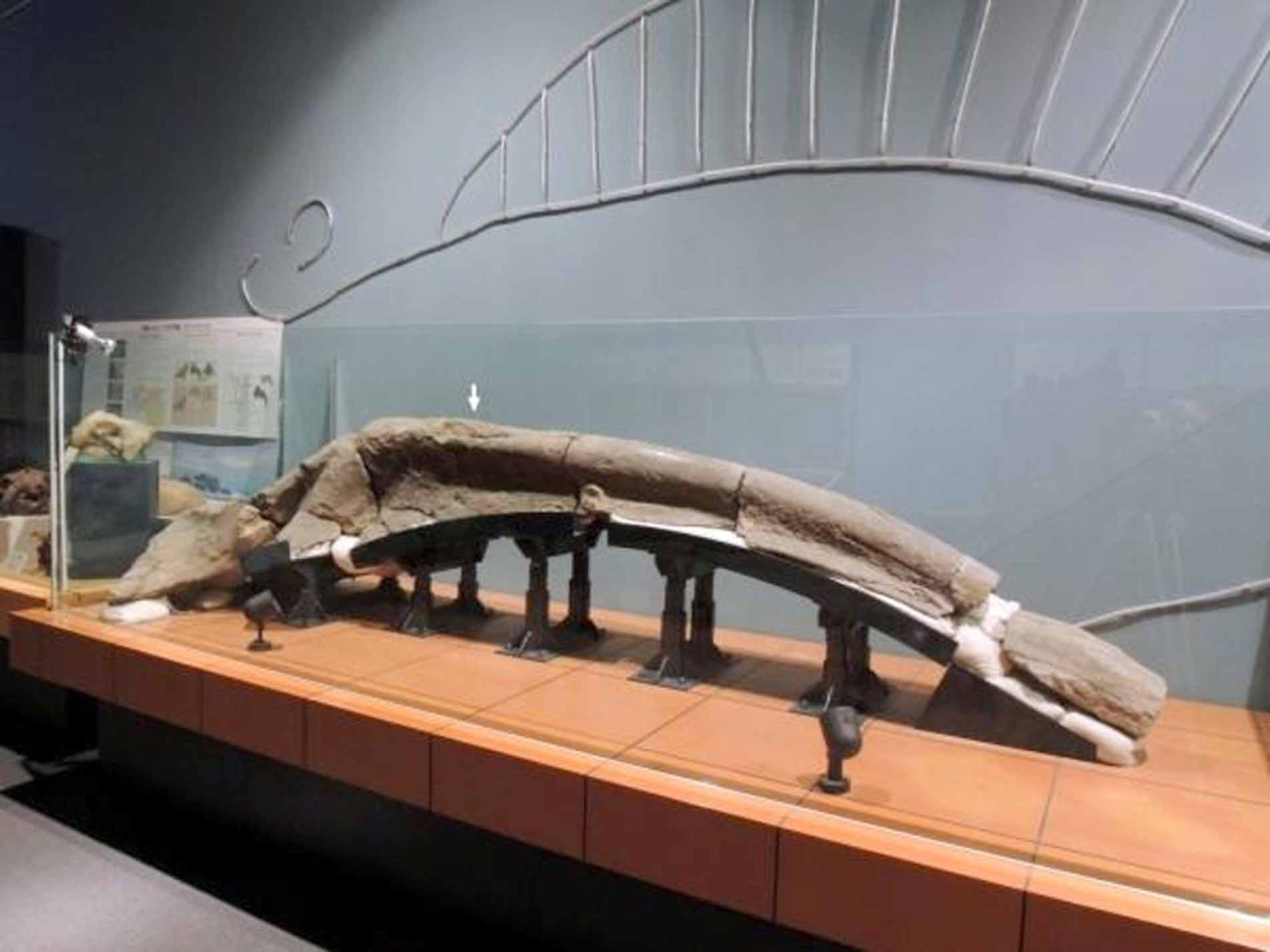 Fóssil de dinossauro chama a atenção pelo tamanho e ajuda a contar a história da vida na Terra