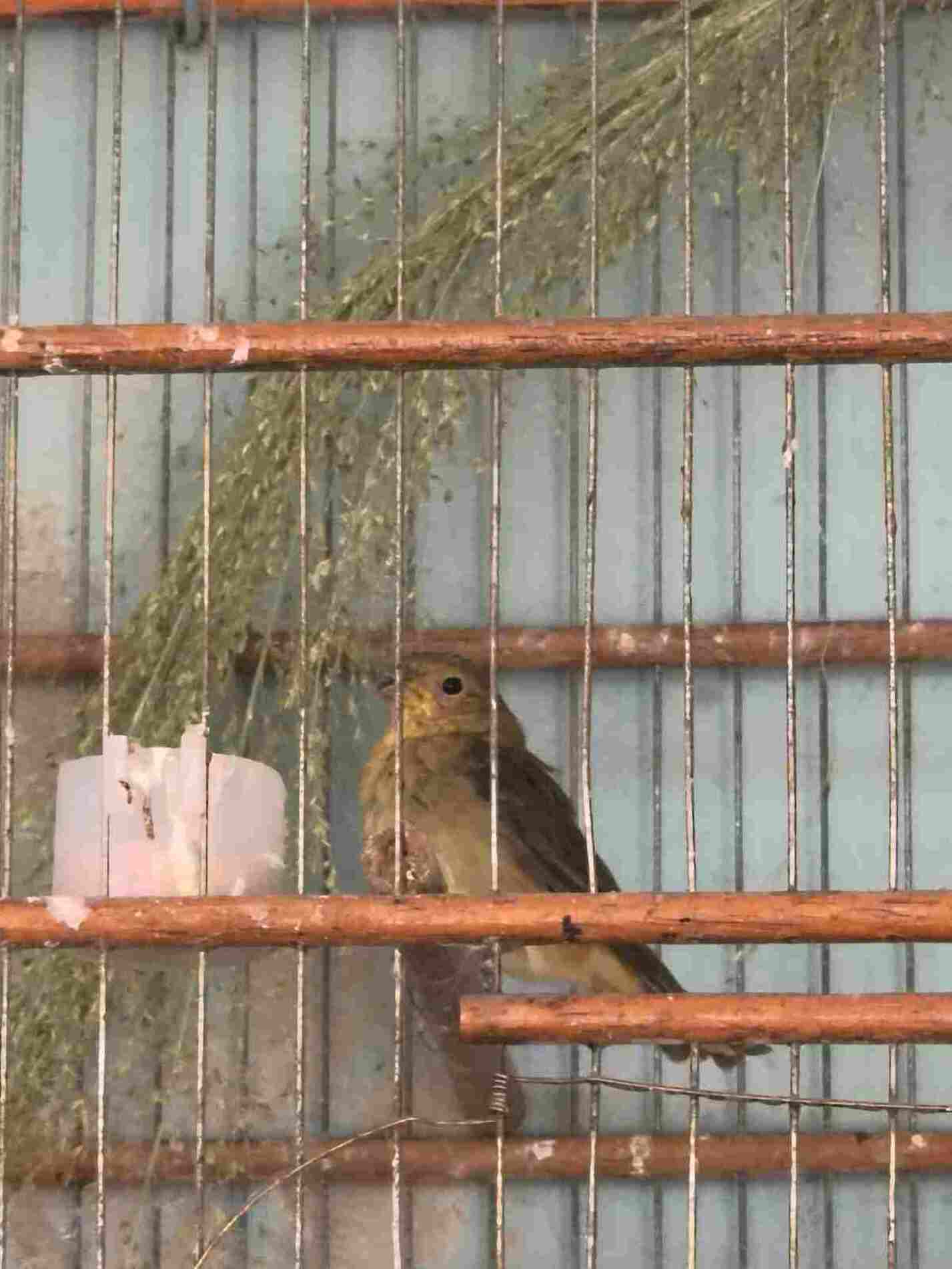 Os animais foram encaminhados para locais adequados, onde receberão atendimento veterinário