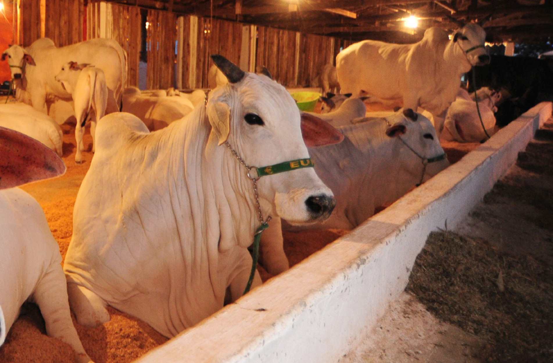 Pecuárias abateram 10,2 milhões de bovinos