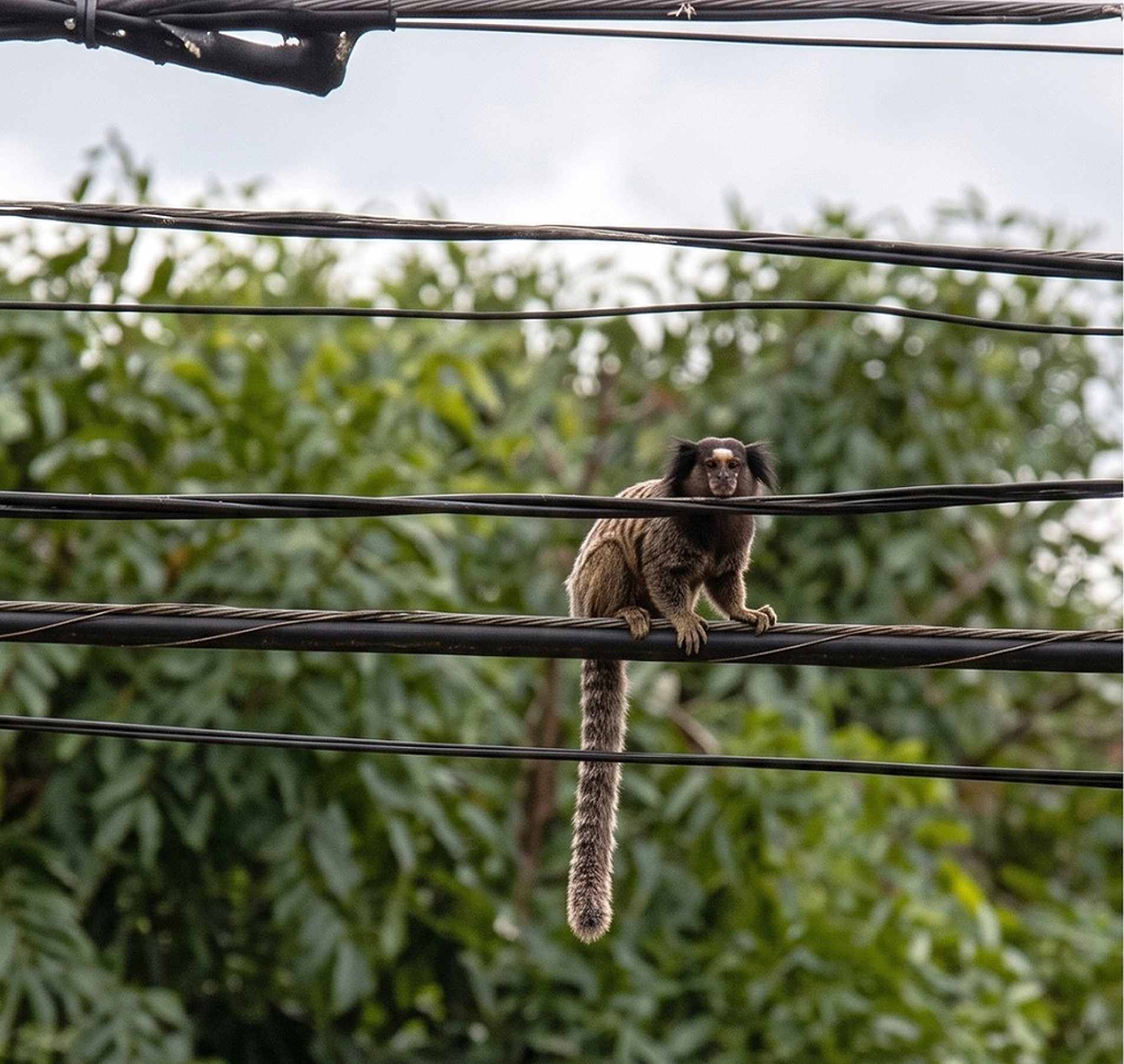 Moradores denunciam impactos das obras sobre animais silvestres na região do Itanguá
