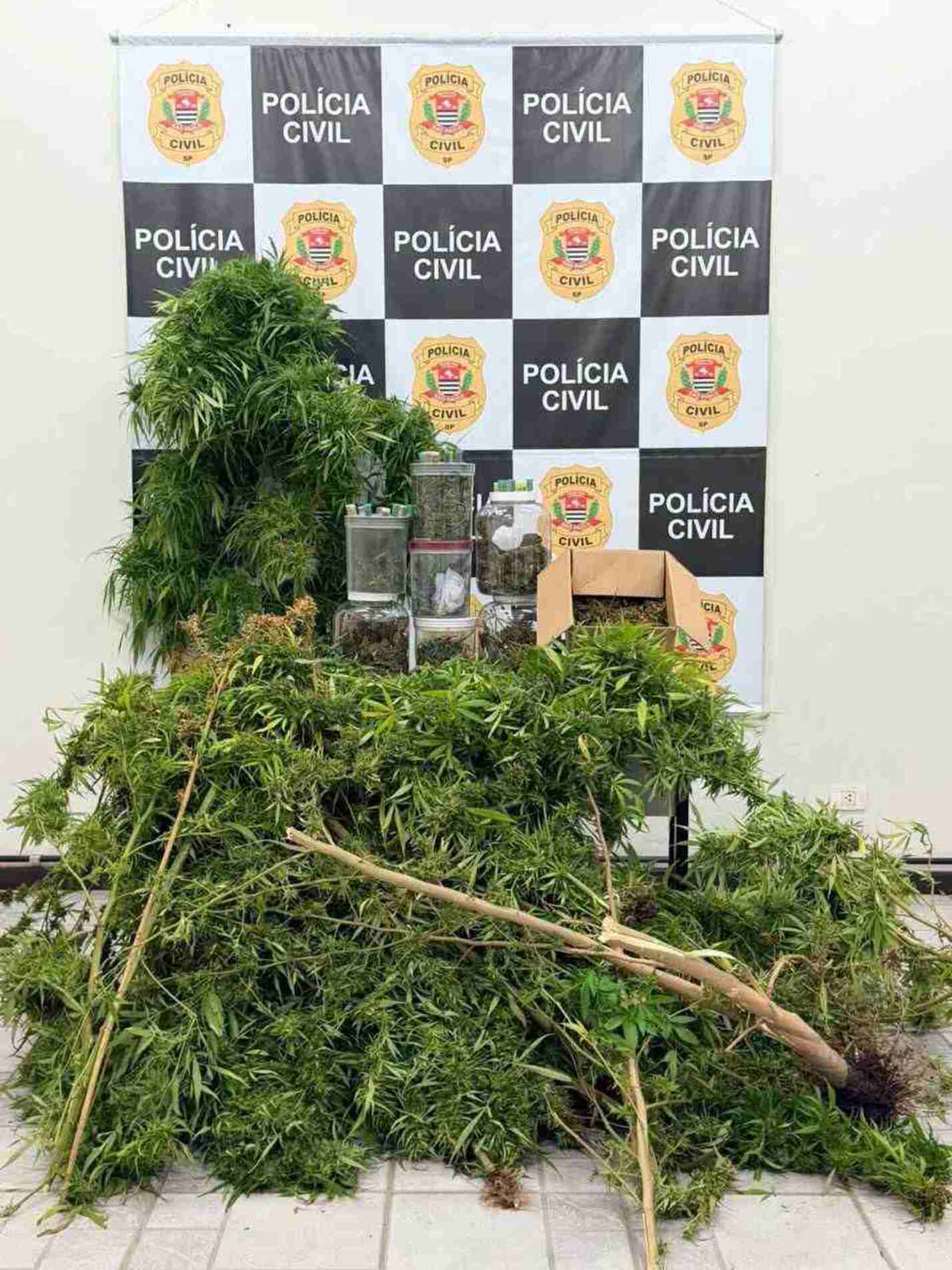 Plantação de cannabis