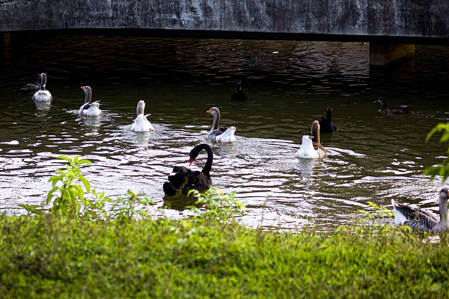 Onze animais foram levados para quarentena; prefeitura aguarda exames e análise da água após sete mortes 
