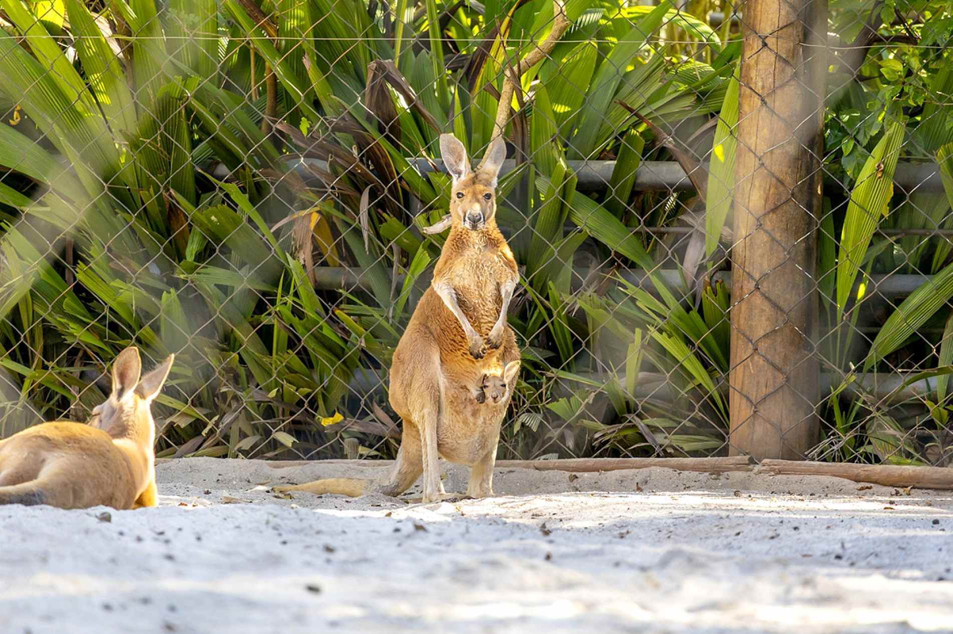 Filhote de canguru-vermelho começa a explorar o mundo 
fora da bolsa da mãe no Zoológico de São Paulo
