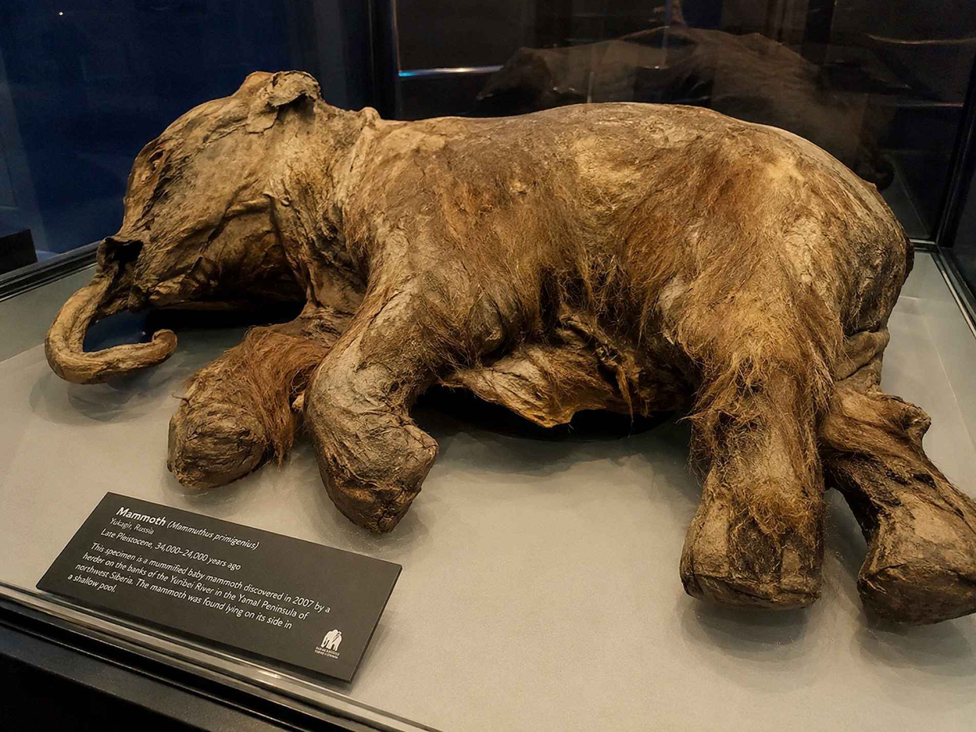 Restos preservados de um mamute ajudam cientistas a 
descobrir como eram os animais que viveram no período glacial