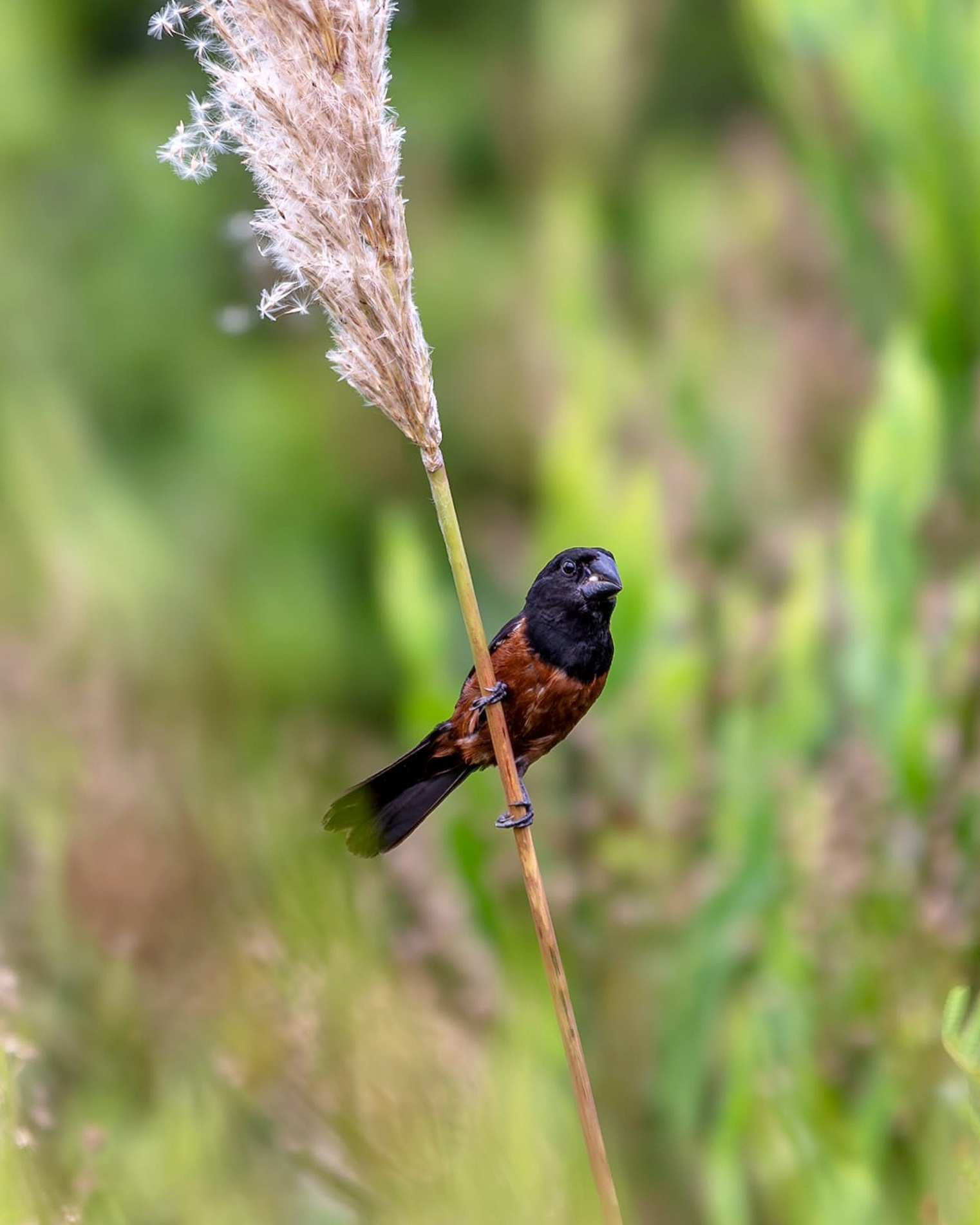 Com canto forte e melodioso, o curió é uma das aves mais admiradas do Brasil e encanta quem o 
escuta na natureza