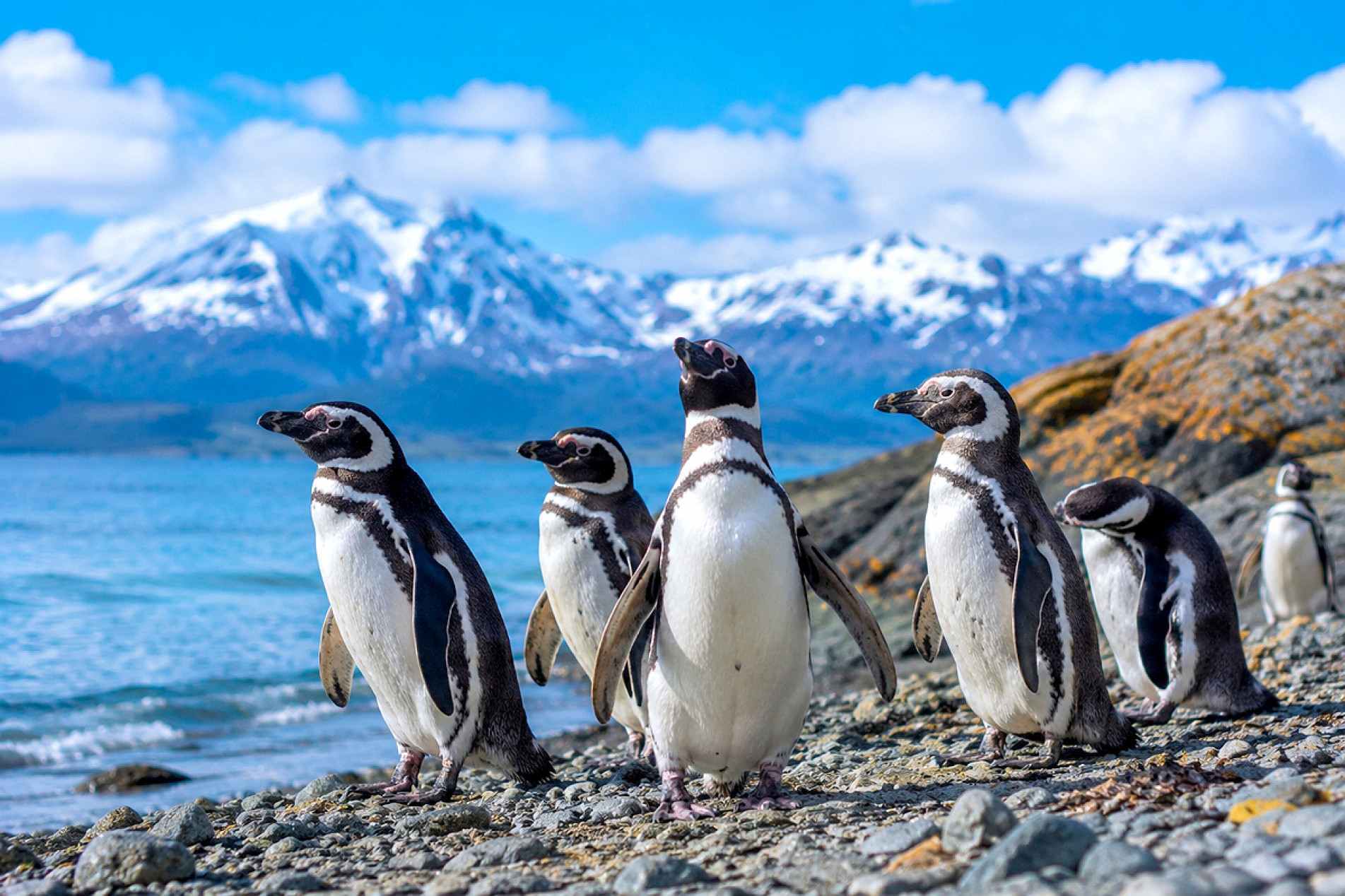 Colônias de pinguins vivem em regiões frias e encantam visitantes com seu jeito divertido de caminhar
