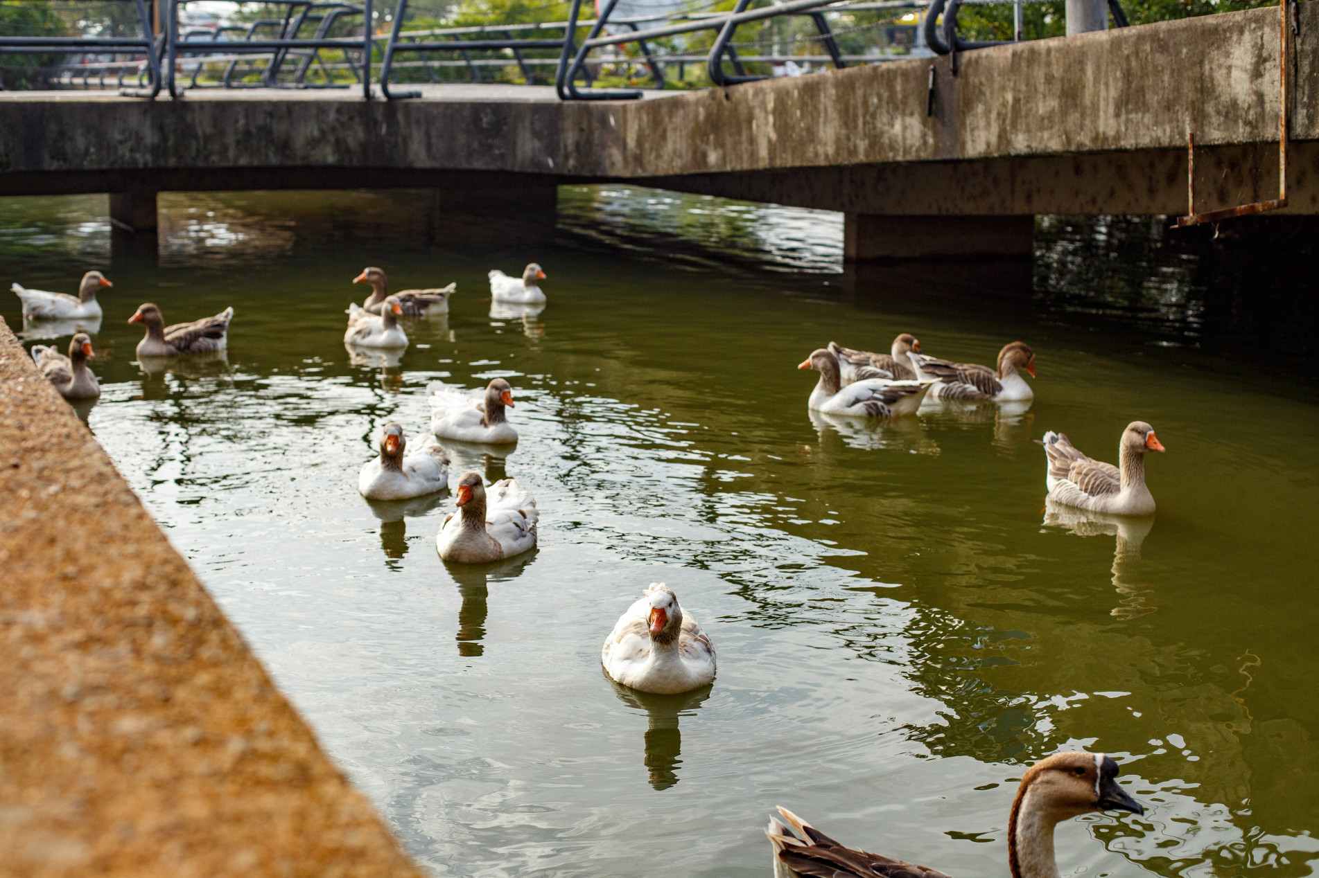 Já são oito patos mortos; conclusão da necropsia deve sair em 10 dias
