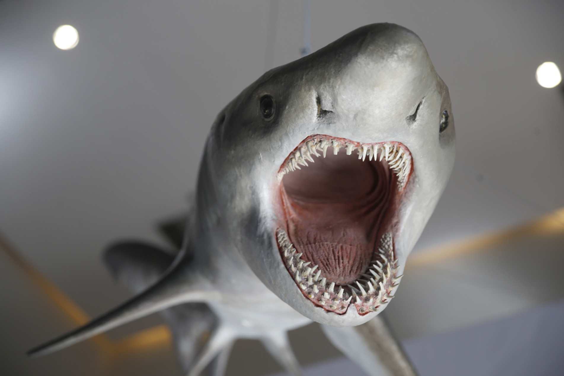 Estudo foca nas espécies Tigre (foto) e Cabeça Chata
