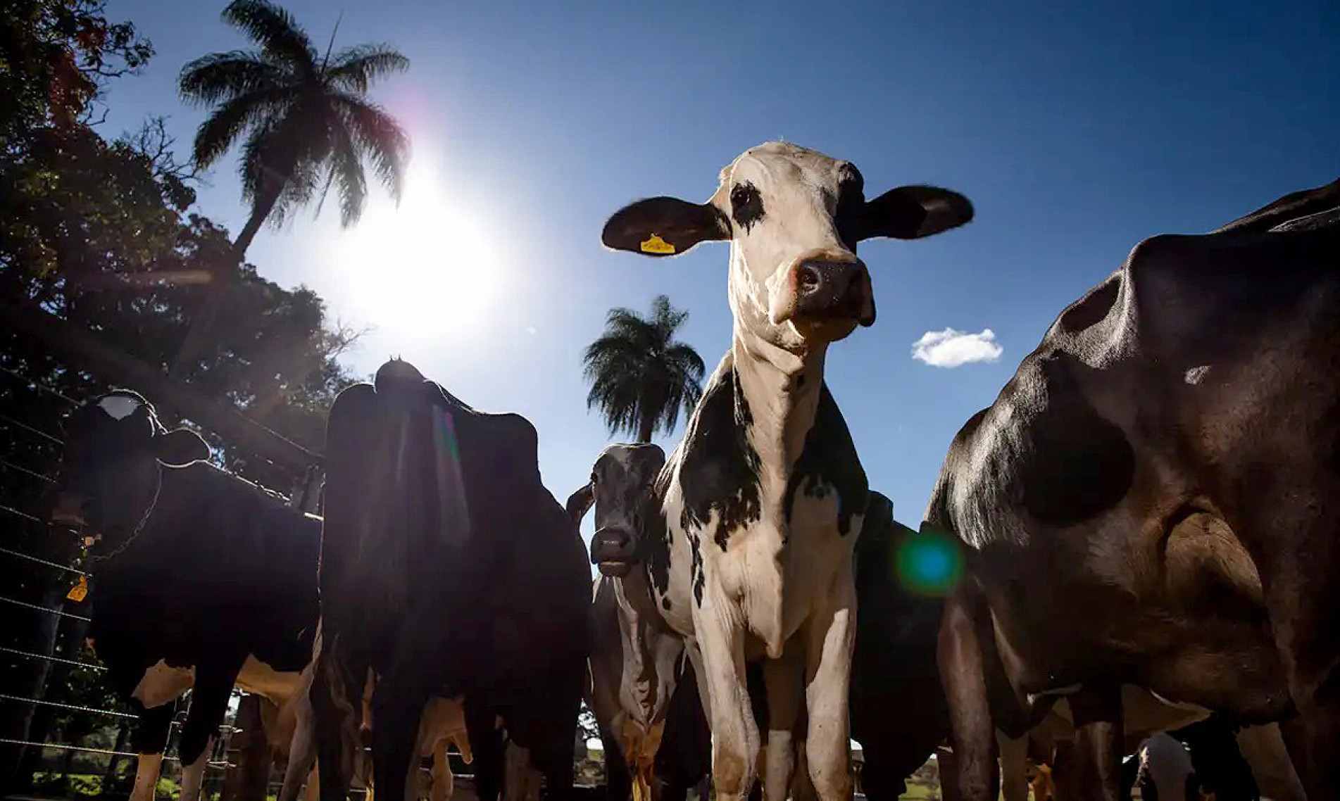 Segundo a Comissão Europeia, o Brasil não conseguiu comprovar que seus produtores atendem às algumas das exigências sanitárias europeias