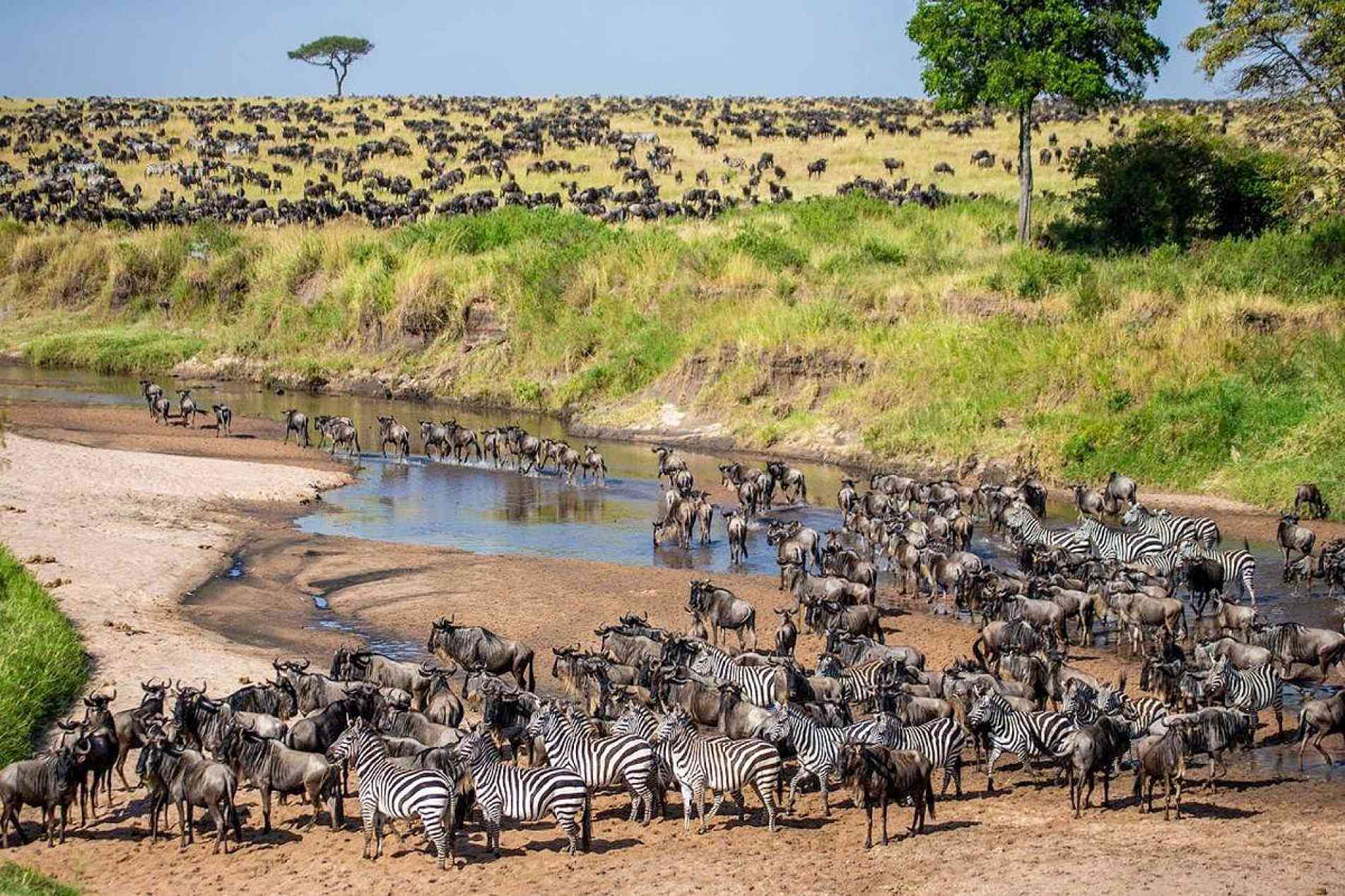 Milhões de animais participam todos os anos da grande migração pelas planícies do Serengeti
