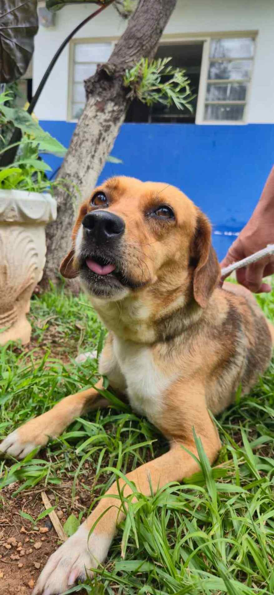 Todos os cães disponíveis para adoção são castrados, vacinados e microchipados