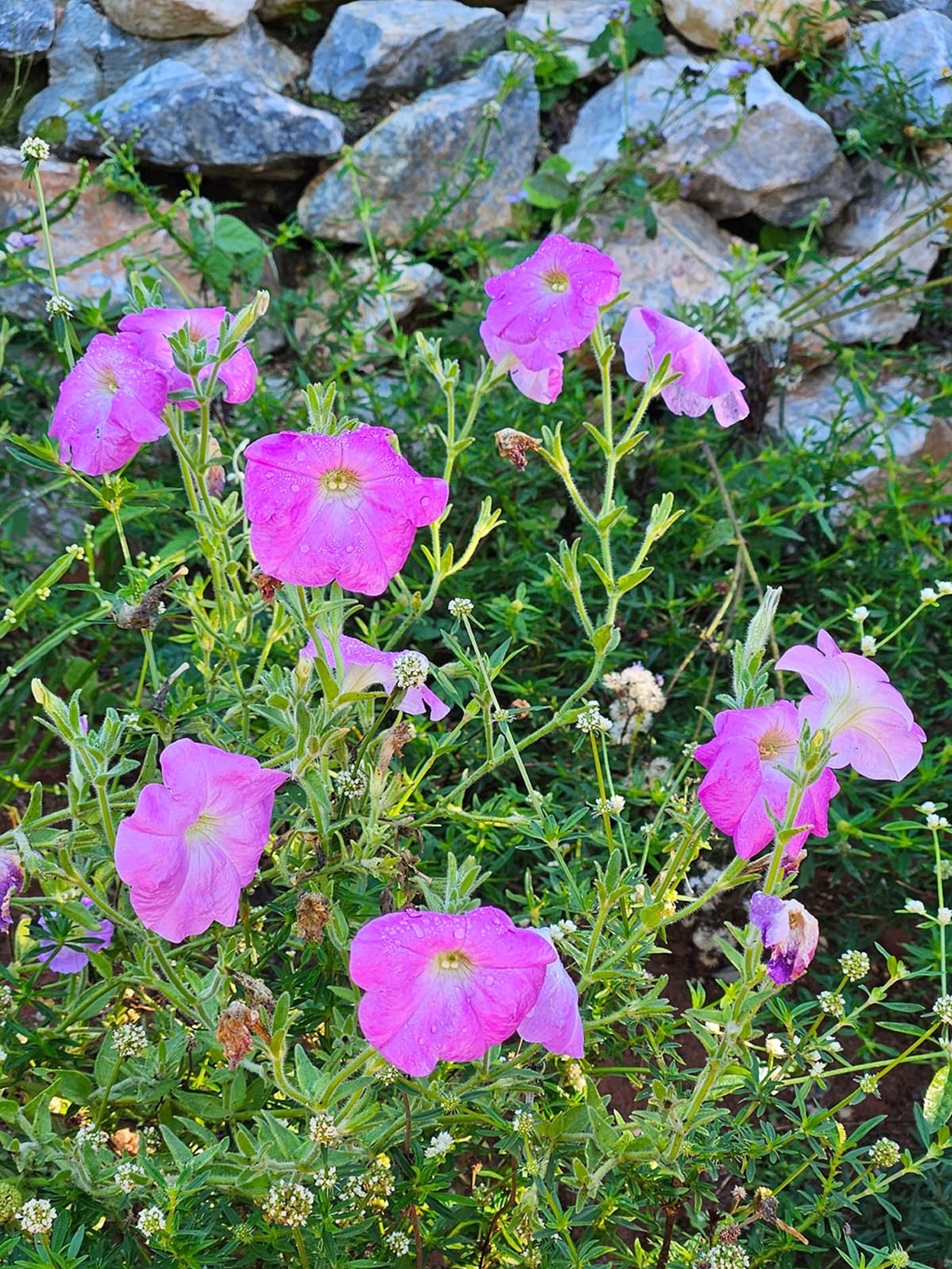 Suas folhas aveludadas e flores delicadas fazem dessa planta uma das espécies mais bonitas encontradas em áreas abertas e ensolaradas
