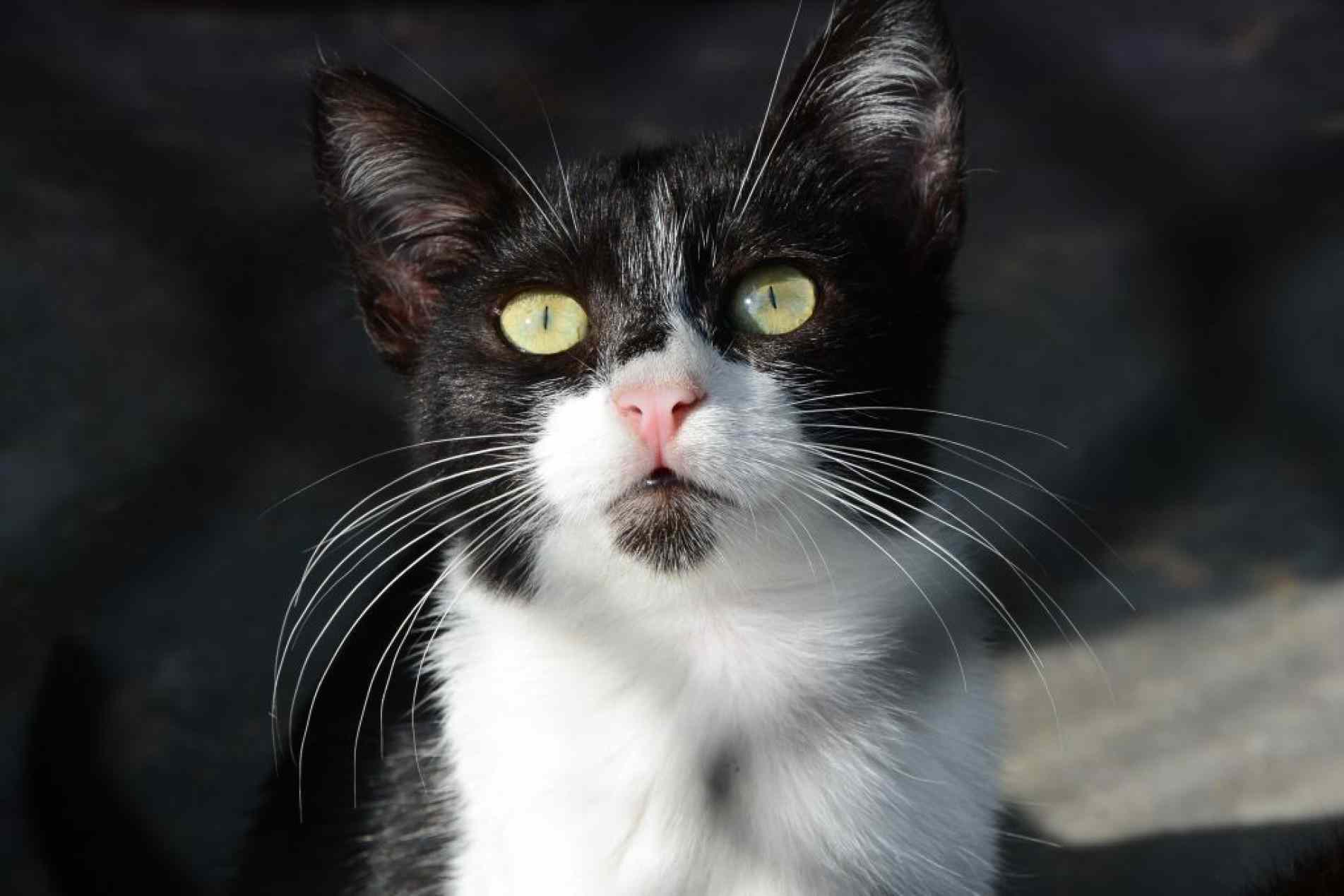 A iniciativa tem como objetivo contribuir para o controle populacional de cães e gatos, reduzindo o número de animais abandonados e vítimas de maus-tratos