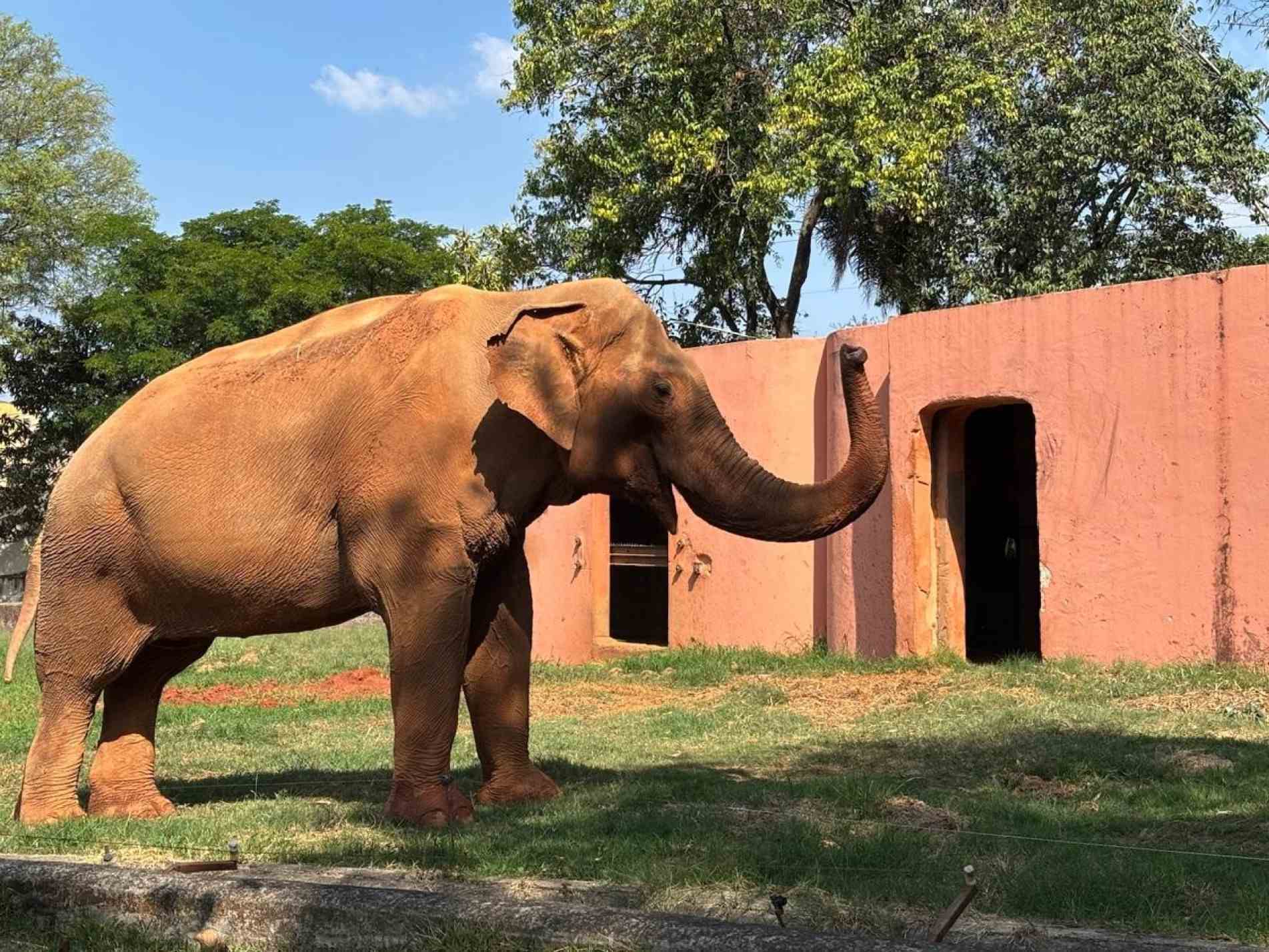 Animal vive há cerca de 40 anos no Zoológico Municipal 