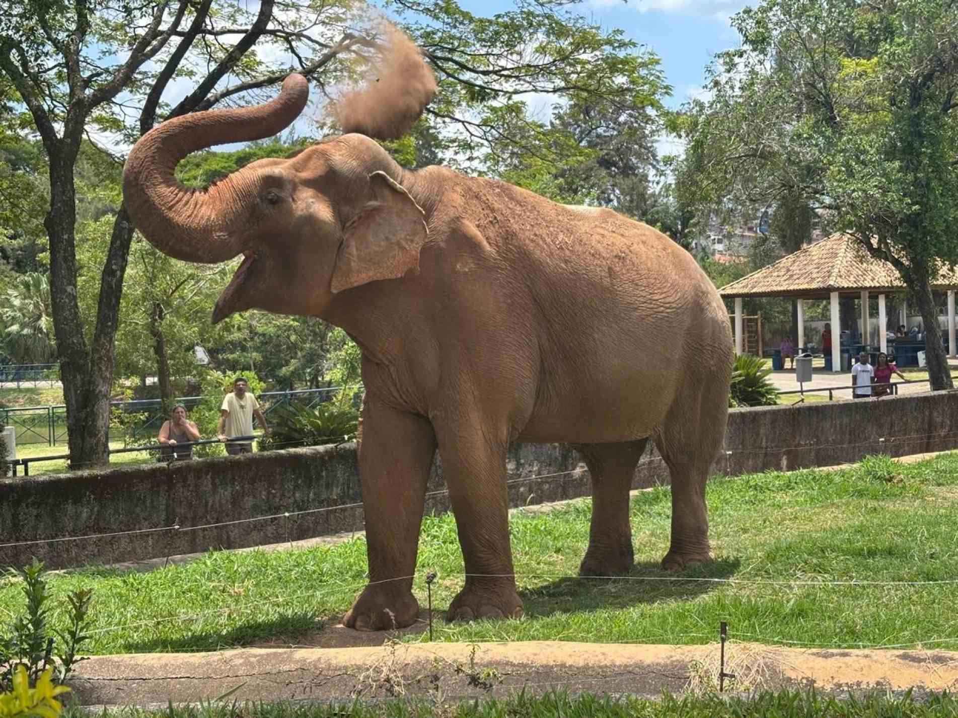 Justiça determina mais uma vez transferência de elefante Sandro para Santuário no Mato Grosso