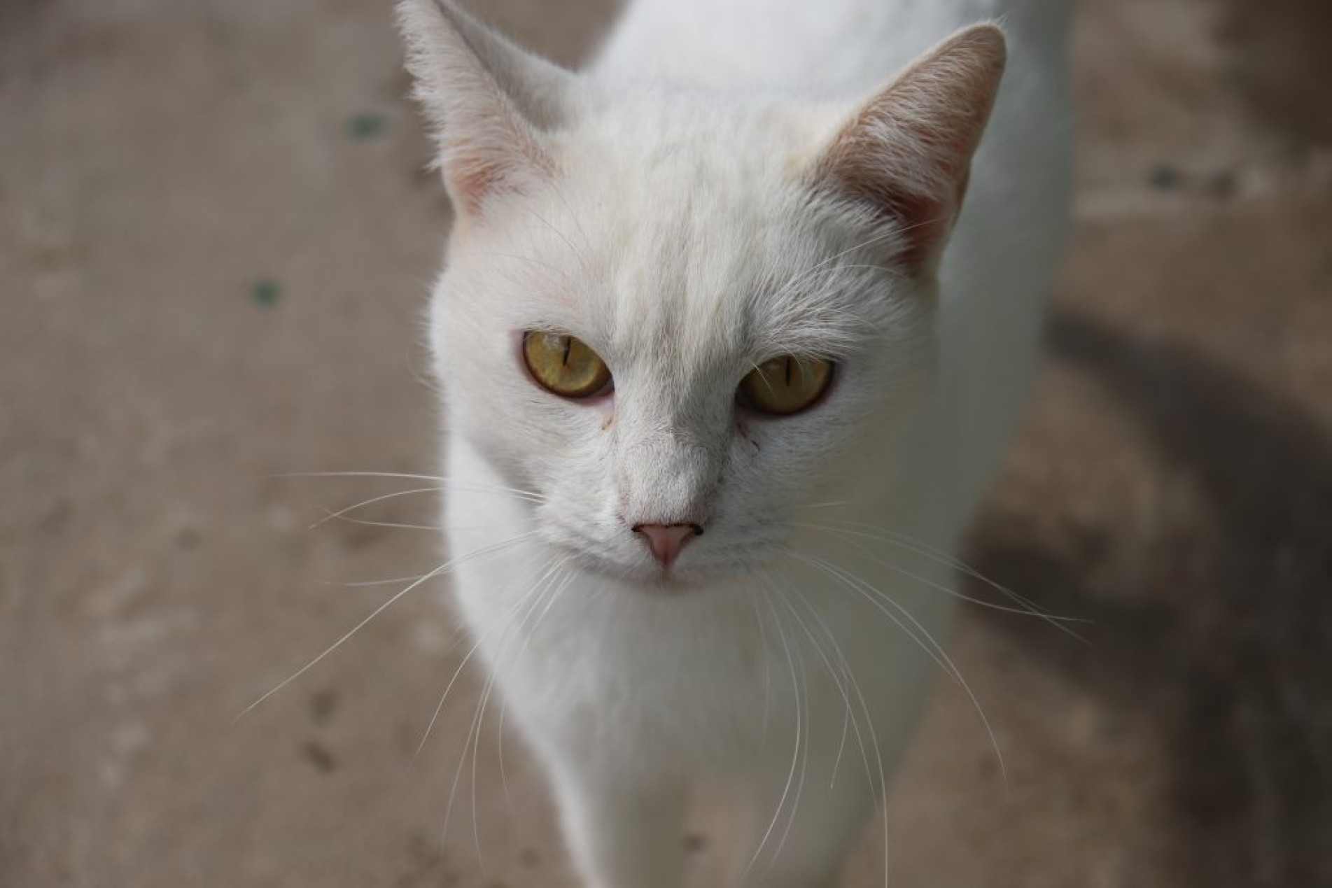 Para participar, cães e gatos, precisam ter entre 4 meses e 8 anos, com peso mínimo de 1,5 quilo e que estejam em boas condições de saúde
