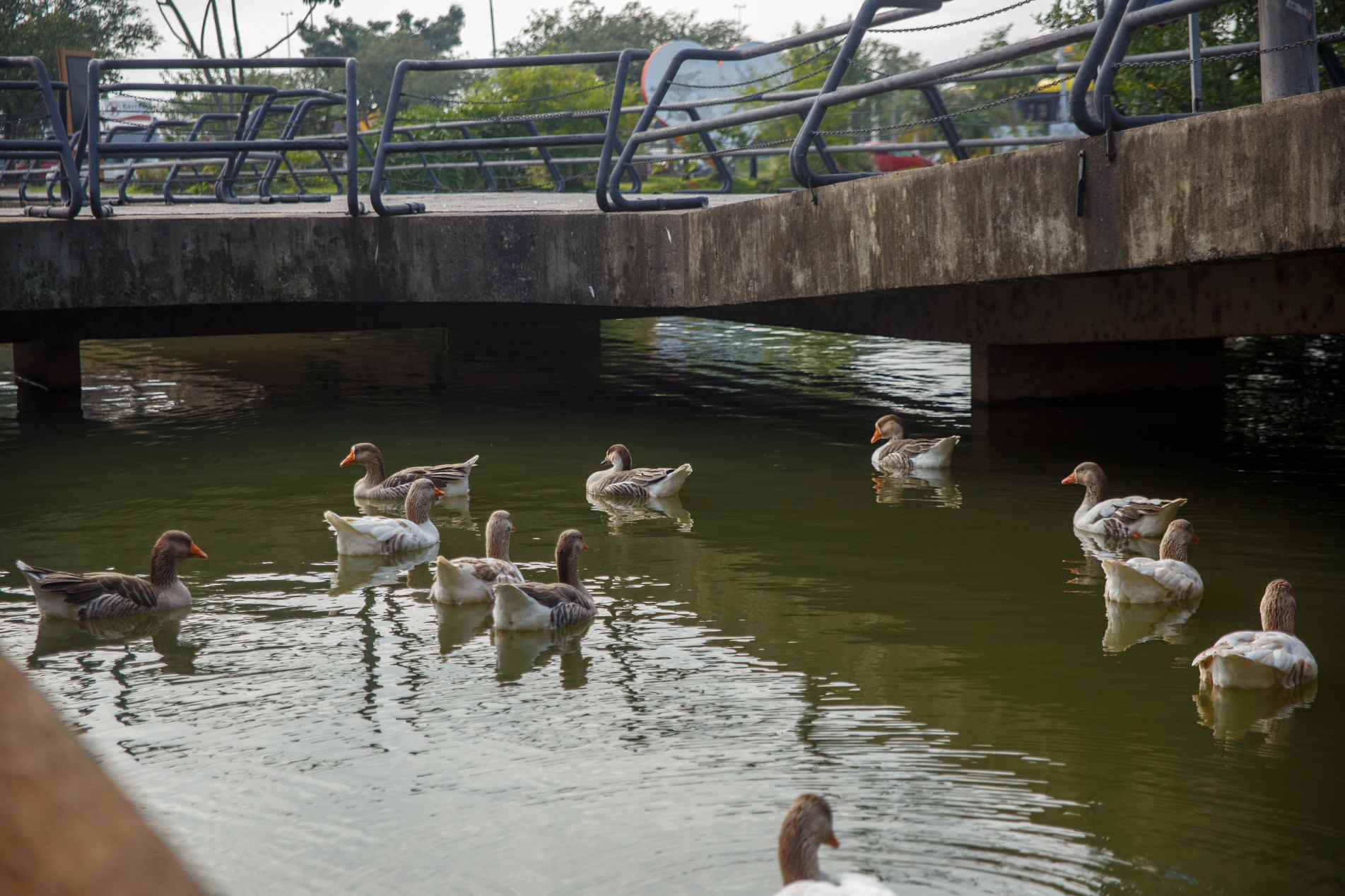 Aves foram retiradas do lago em 22 de maio