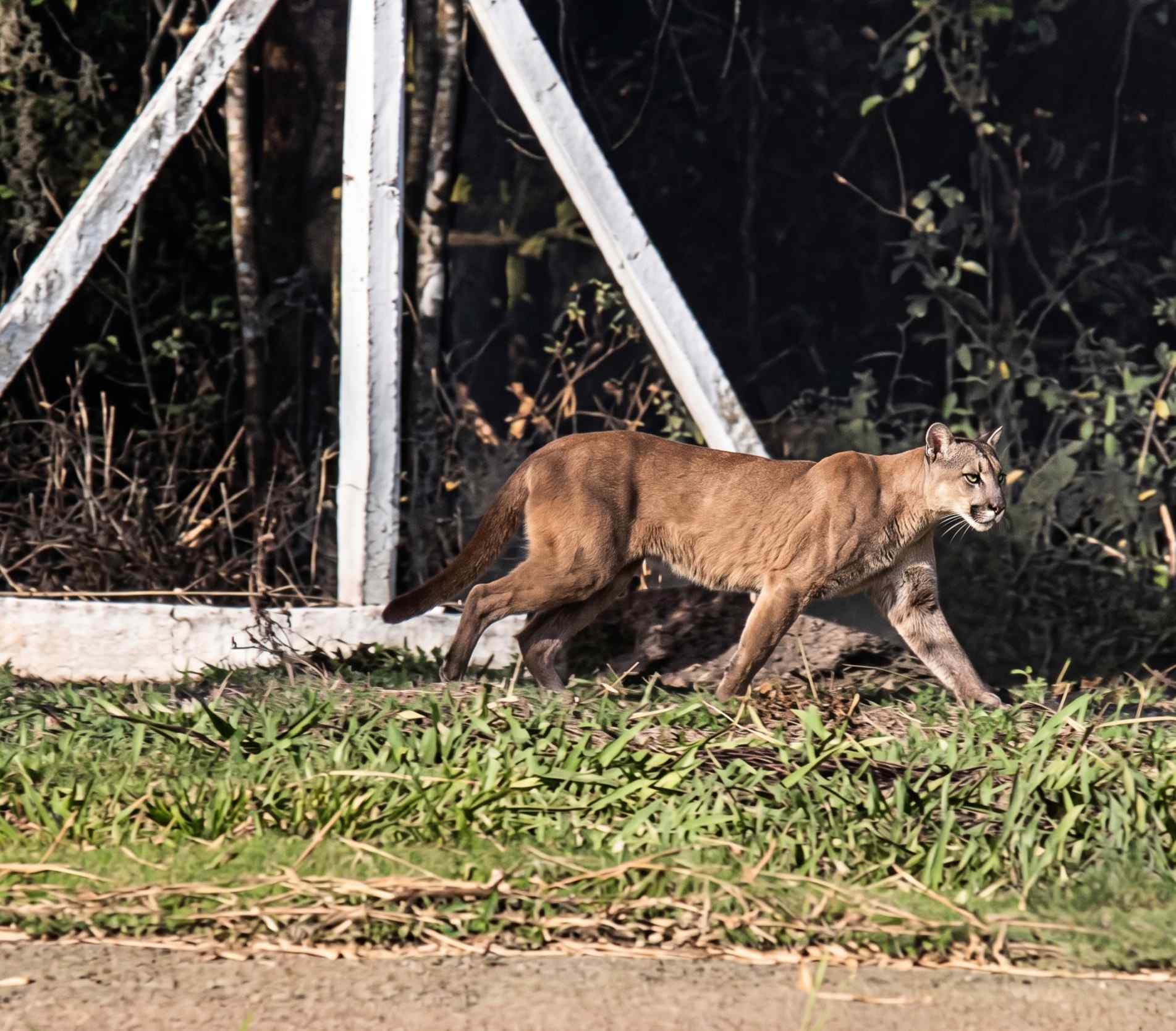 Onça-parda em empresa reacende debate sobre grandes mamíferos na zona urbana