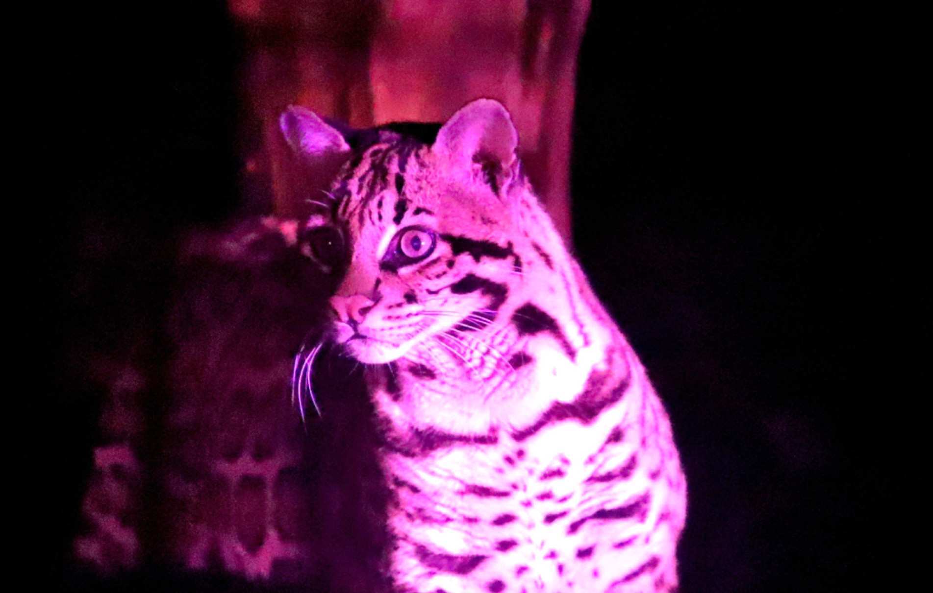Visita noturna