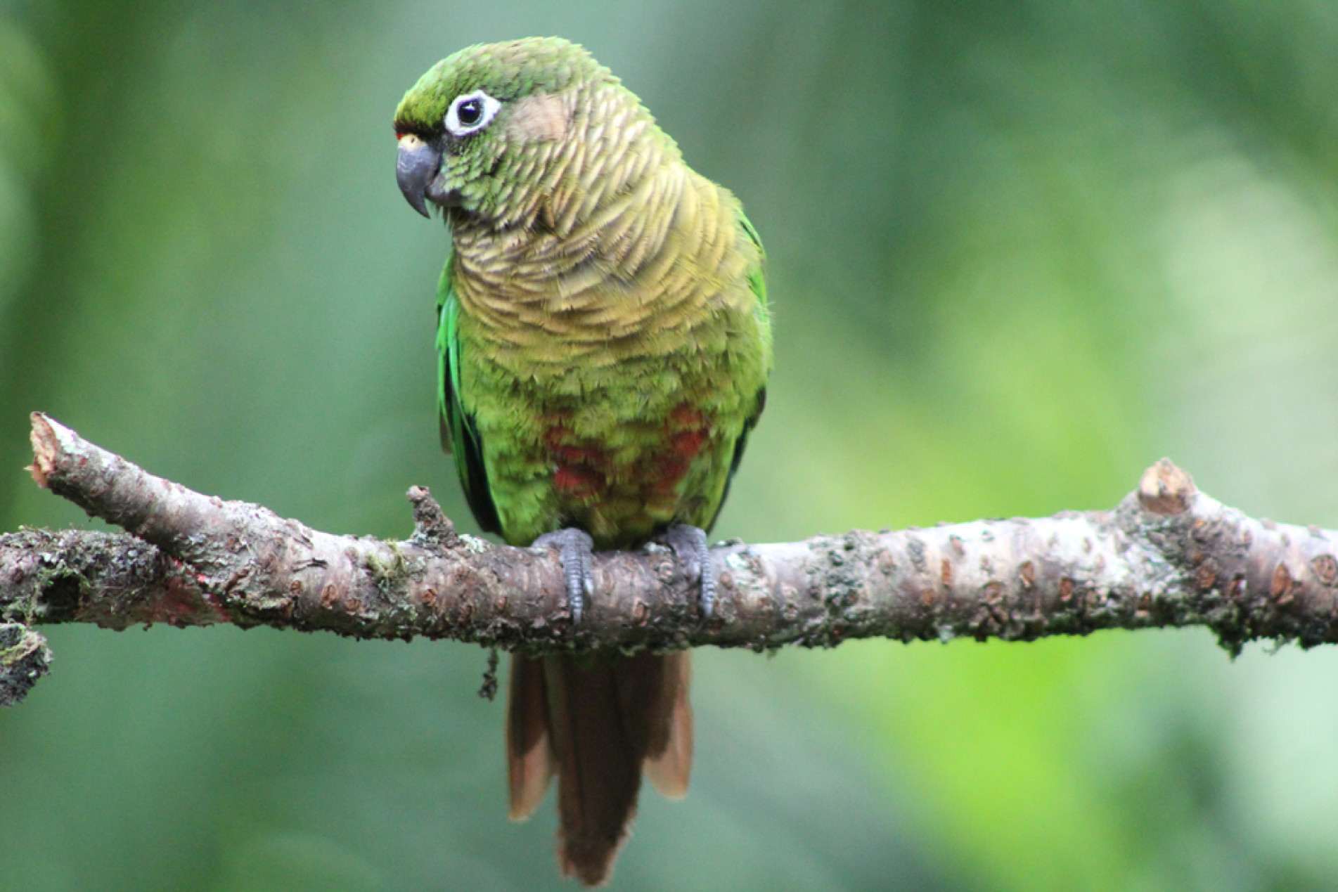 Com sua testa vermelha, plumagem verde e voo barulhento, a tiriba-de-testa-vermelha é uma das aves mais coloridas e fáceis de reconhecer nas florestas do Sul e Sudeste do Brasil



