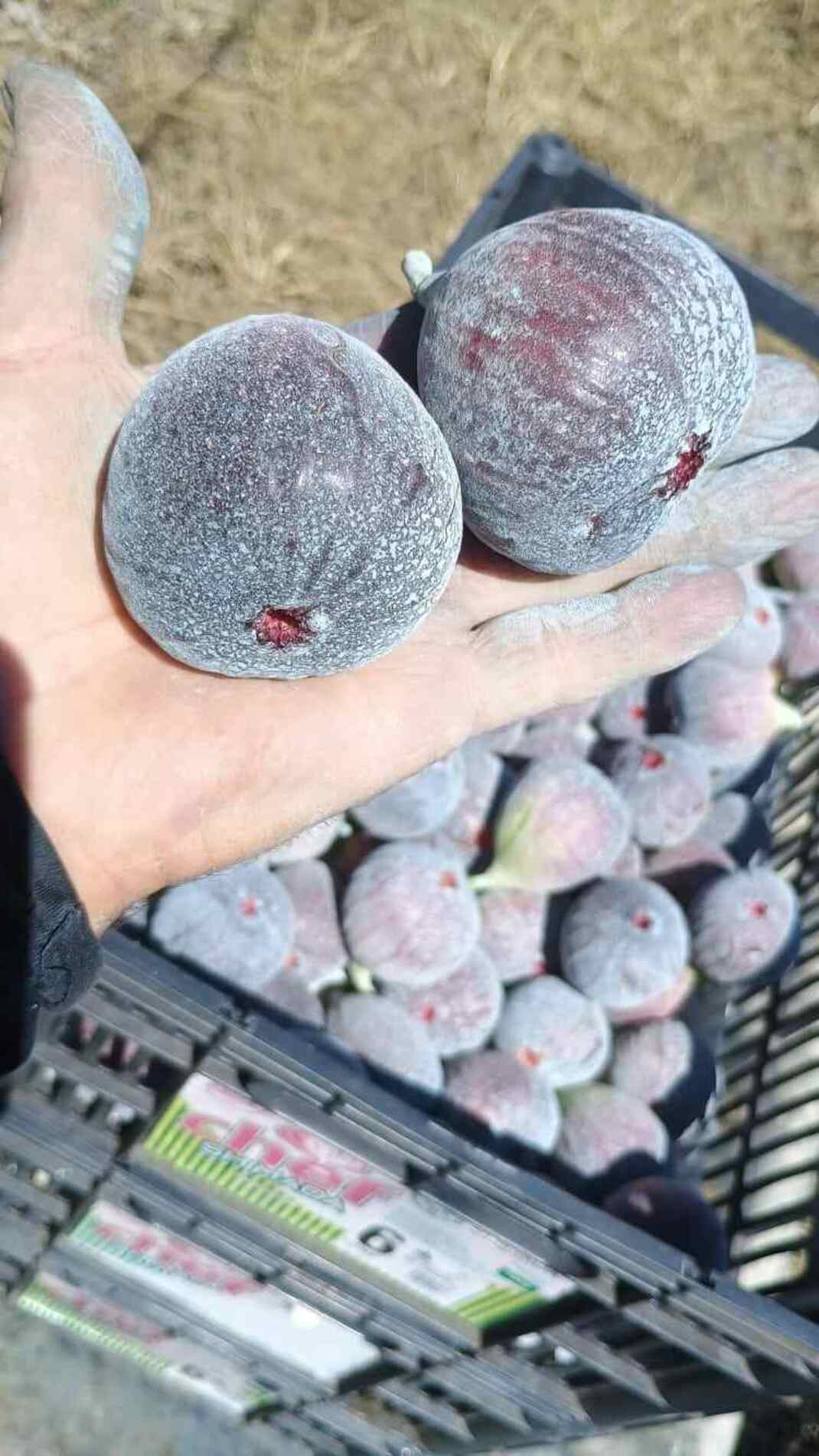 Fruta também é utilizada na produção de doces, compotas, geleias e pratos salgados