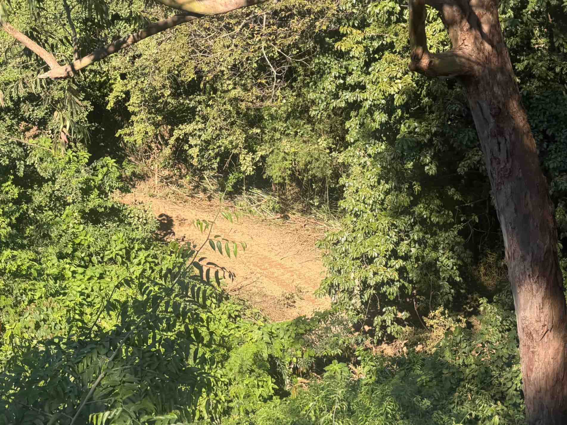 Desmatamento na região do Jardim dos Bandeirantes
