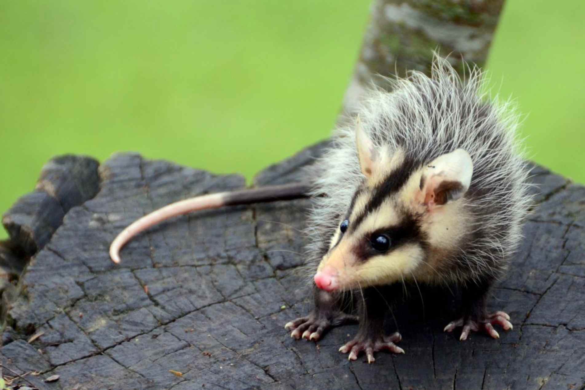 saruê