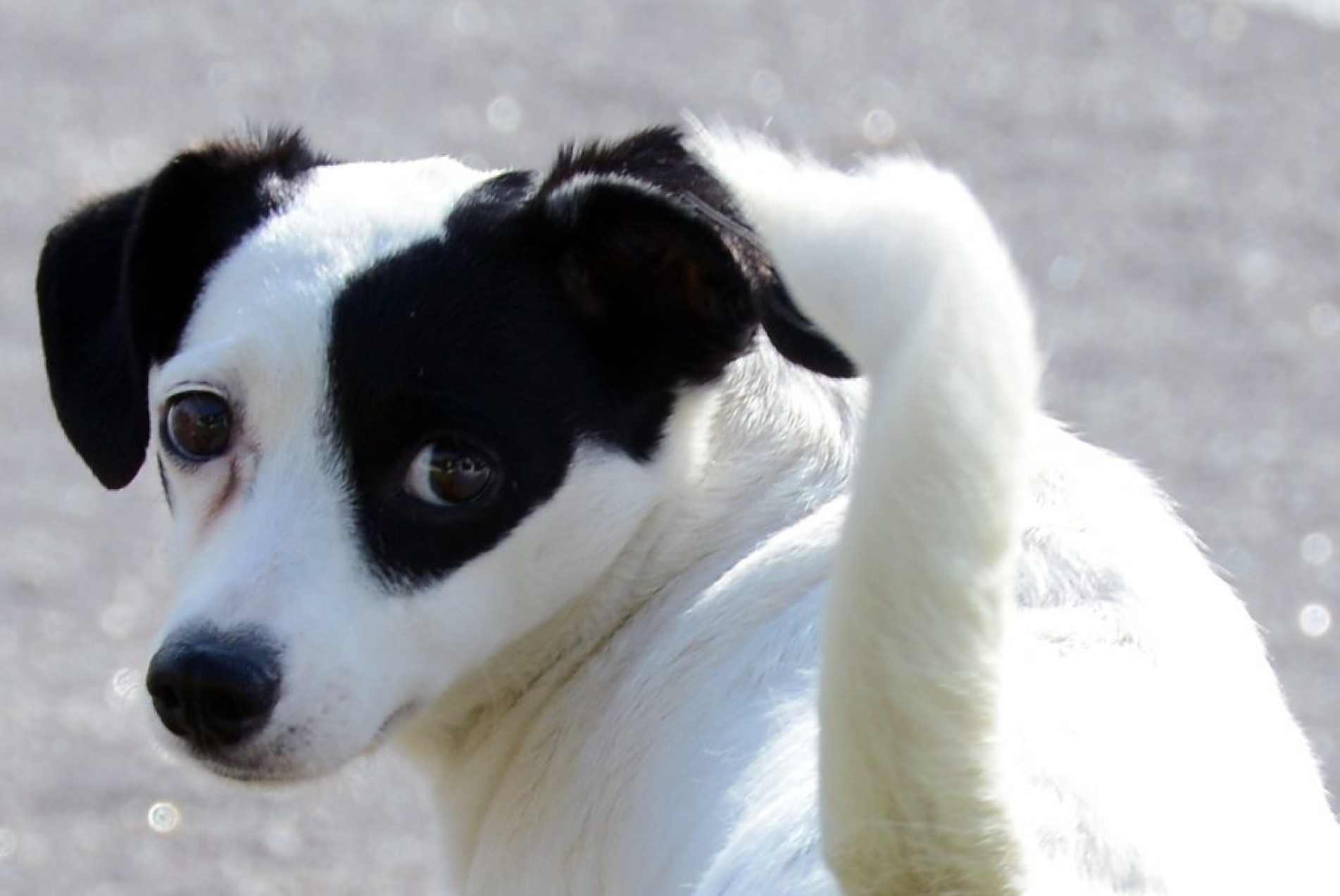 Além da castração gratuita, cães e gatos atendidos pelo programa recebemmicrochip para identificação e cadastro no banco de dados do município