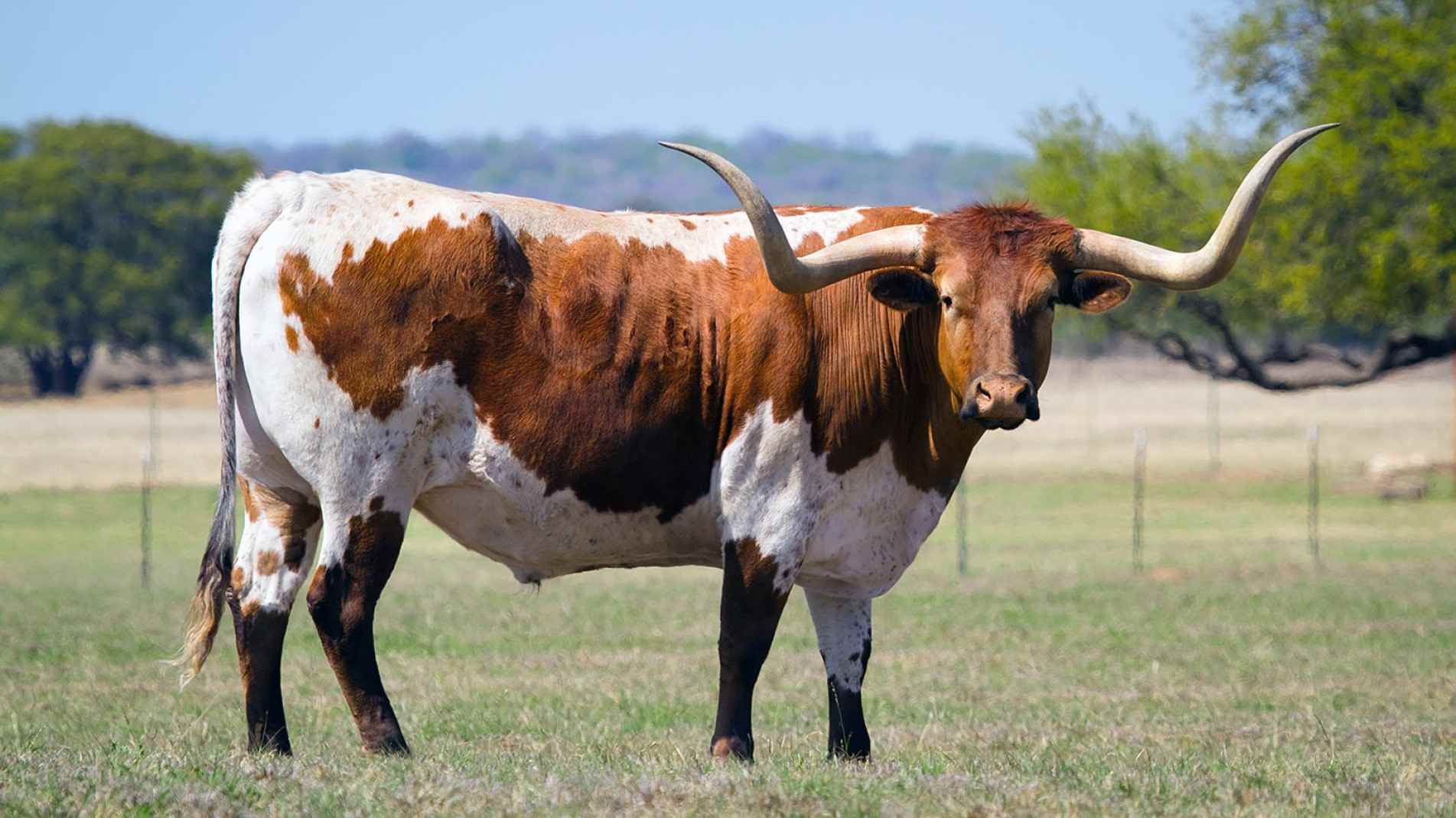 Entre os destaques está a exposição do Texas Longhorn, raça bovina americana famosa pelos chifres que podem passar de dois metros