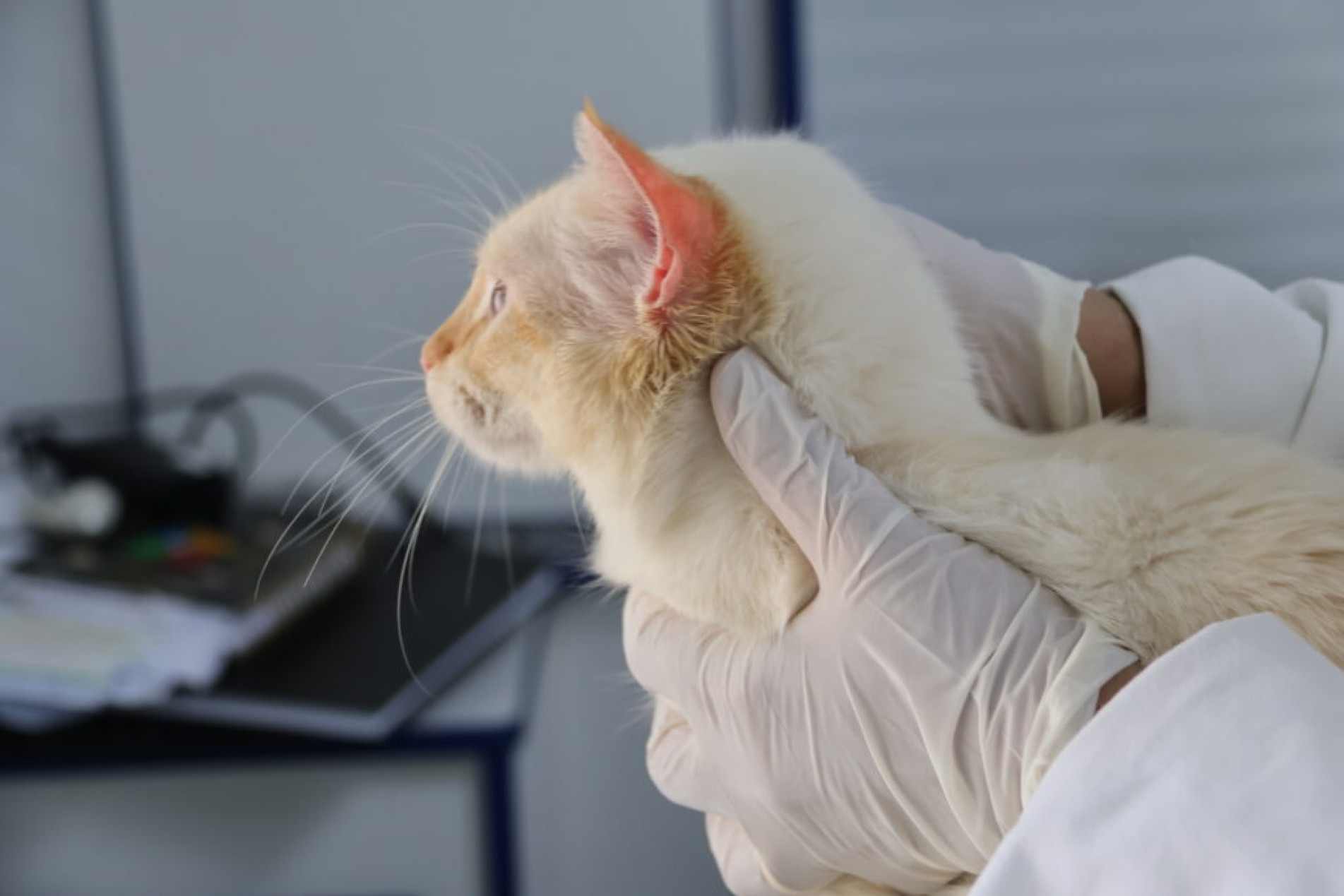 Consultório Veterinário Móvel Sorocaba