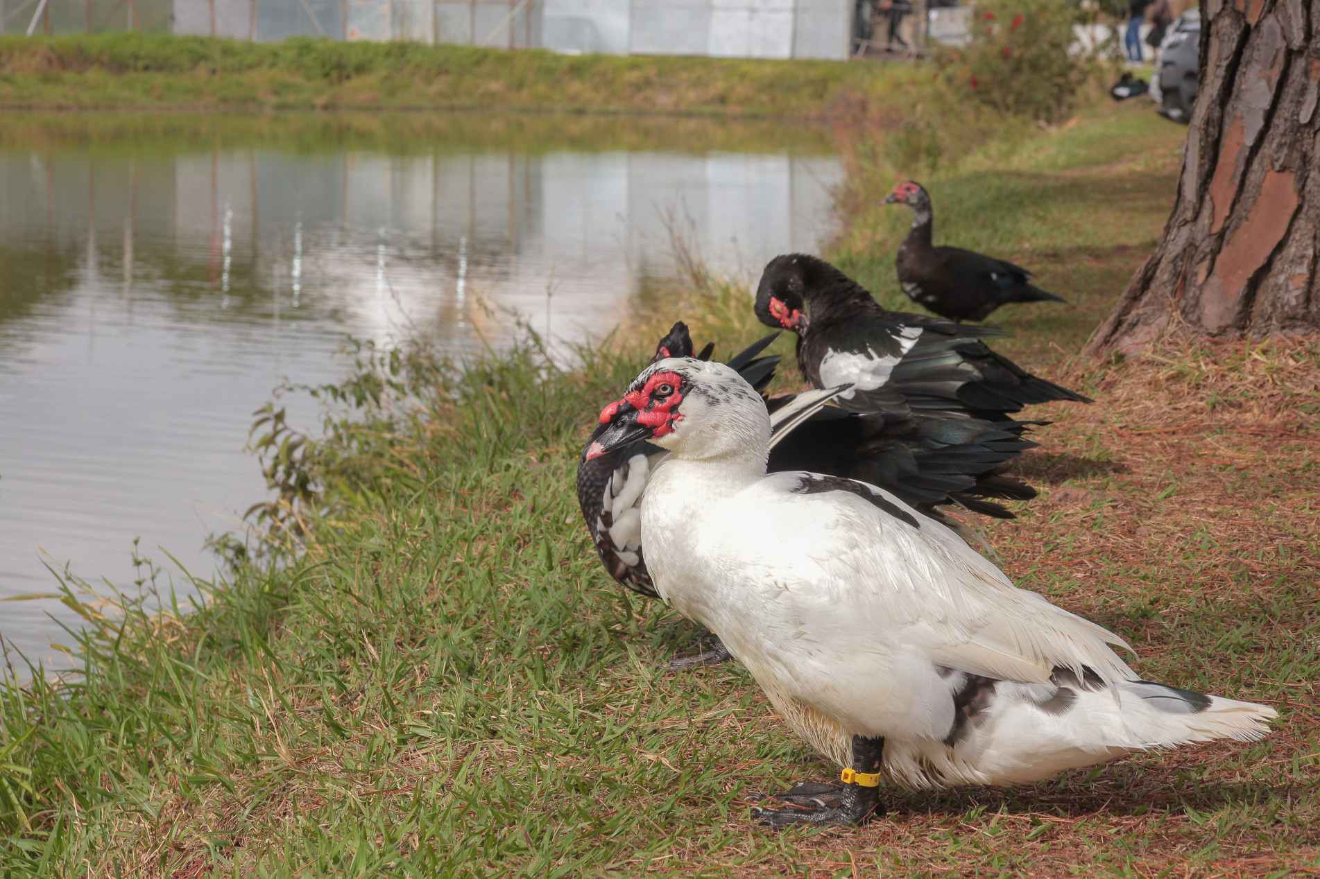 Vinte e duas aves ficaram 35 dias em observaçãoapós a morte de oito patos no local
