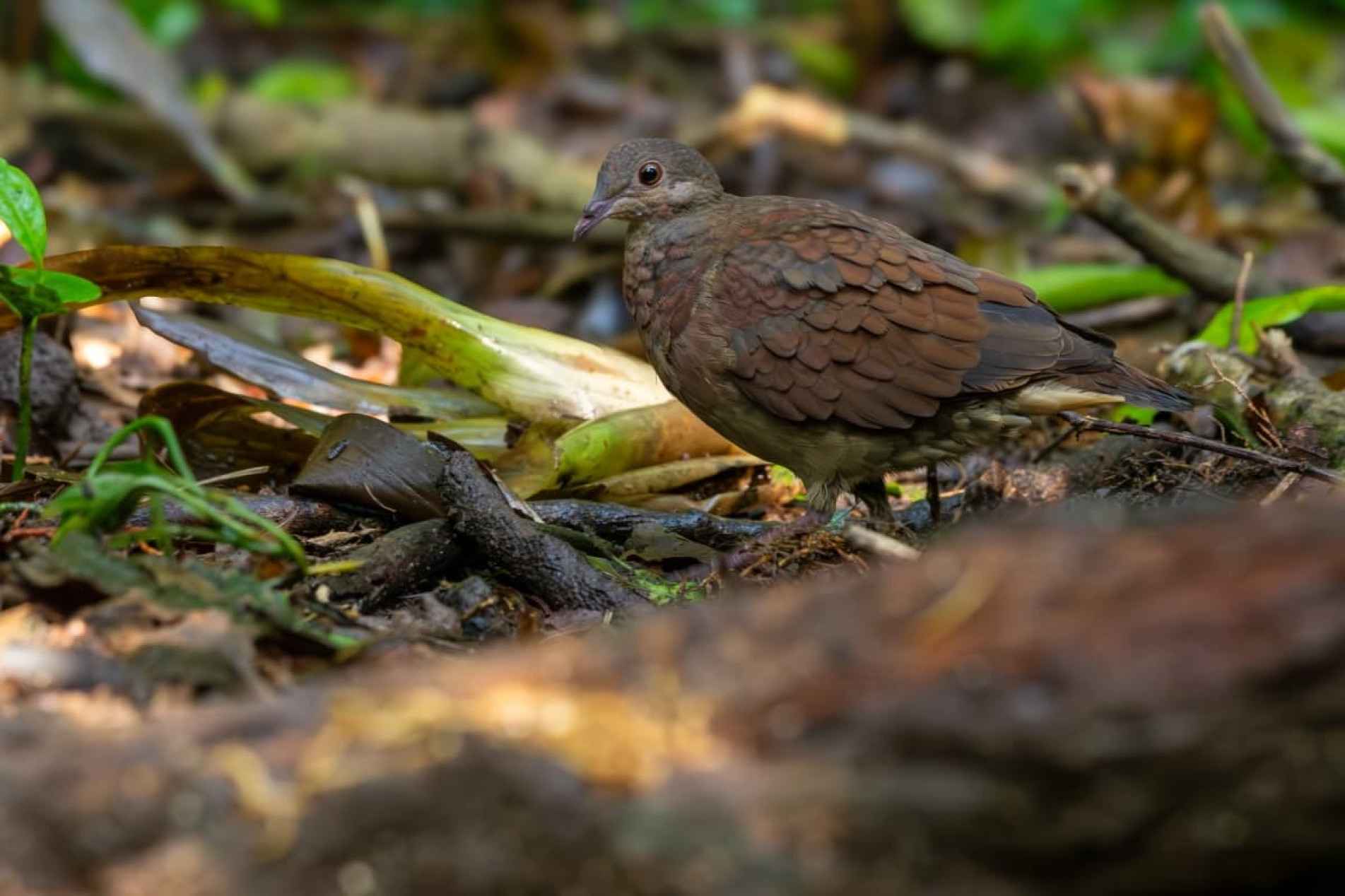 A pariri é uma ave tímida e discreta. Quem consegue avistá-la
pode se considerar um verdadeiro observador da natureza