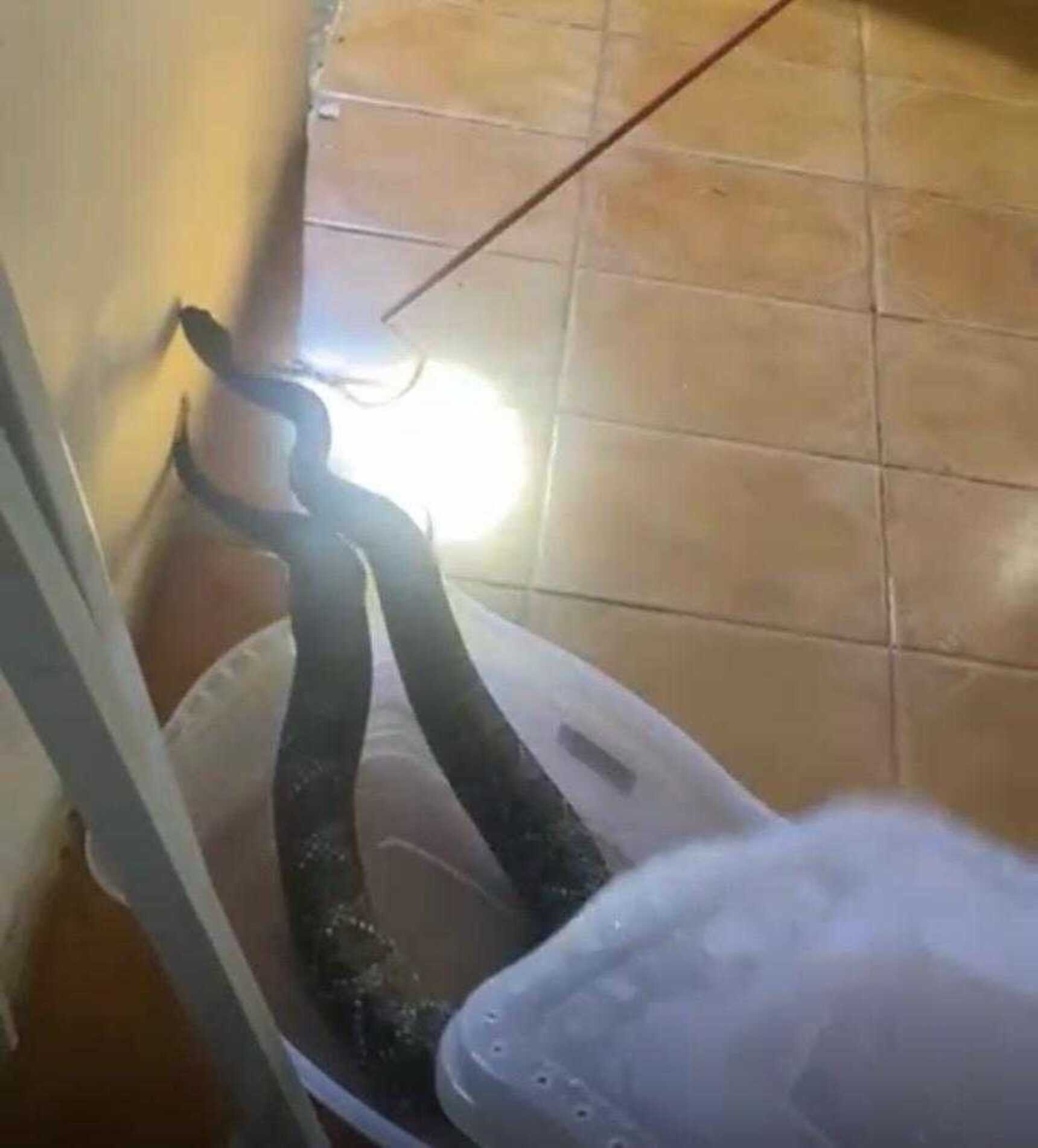 Cobras mantidas irregularmente