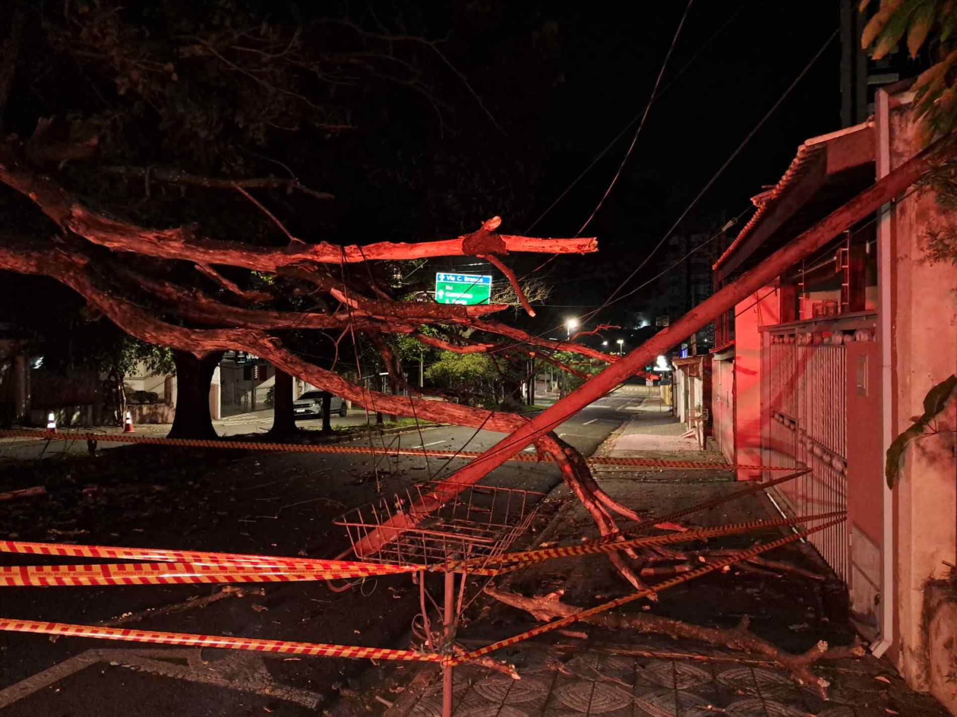 queda da árvore ocorreu por volta da 1h desta terça-feira