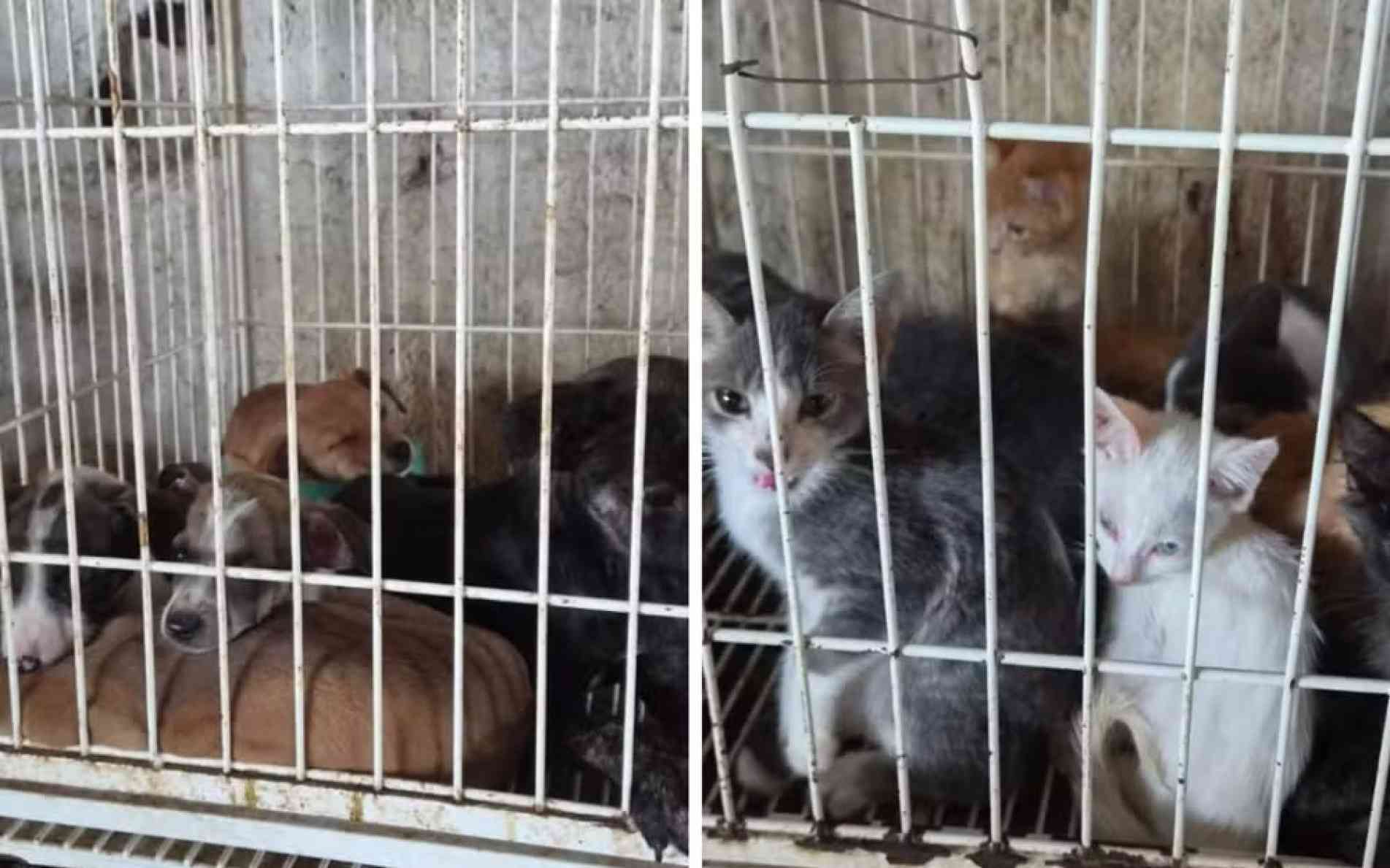 A denúncia pode ser feita pela internet, por meio da Delegacia Eletrônica de Proteção Animal (Depa)