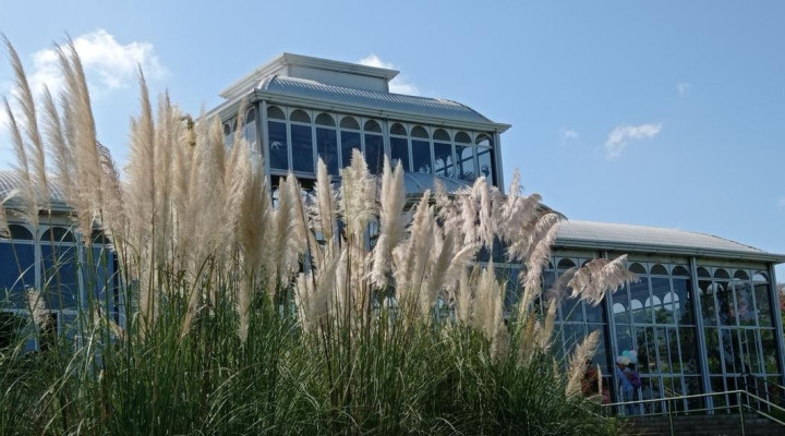 Capim-dos-pampas: o gigante de plumas branquinhas