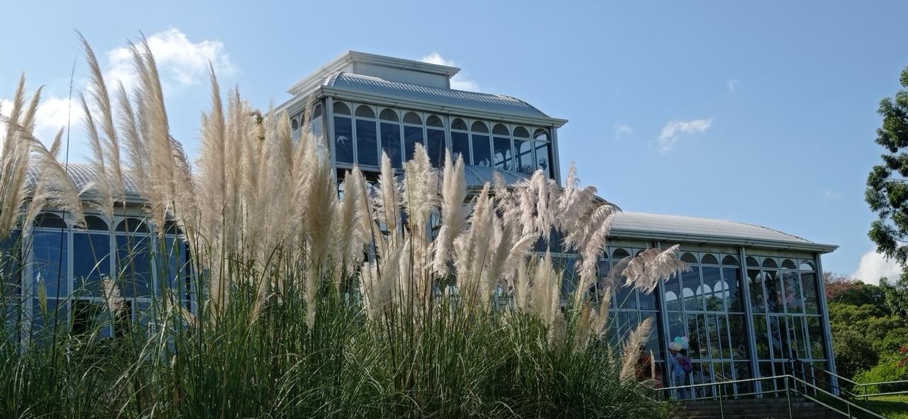 O capim-dos-pampas chama a atenção dos visitantes do Jardim Botânico de Sorocaba