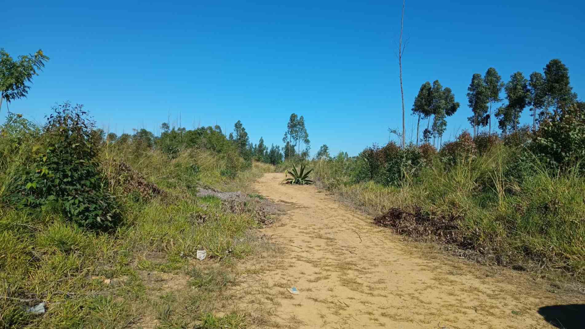 Policiais localizaram o corpo da vítima em uma área de mata próxima à rodovia Doutor Miguel Afonso Ferreira de Castilho