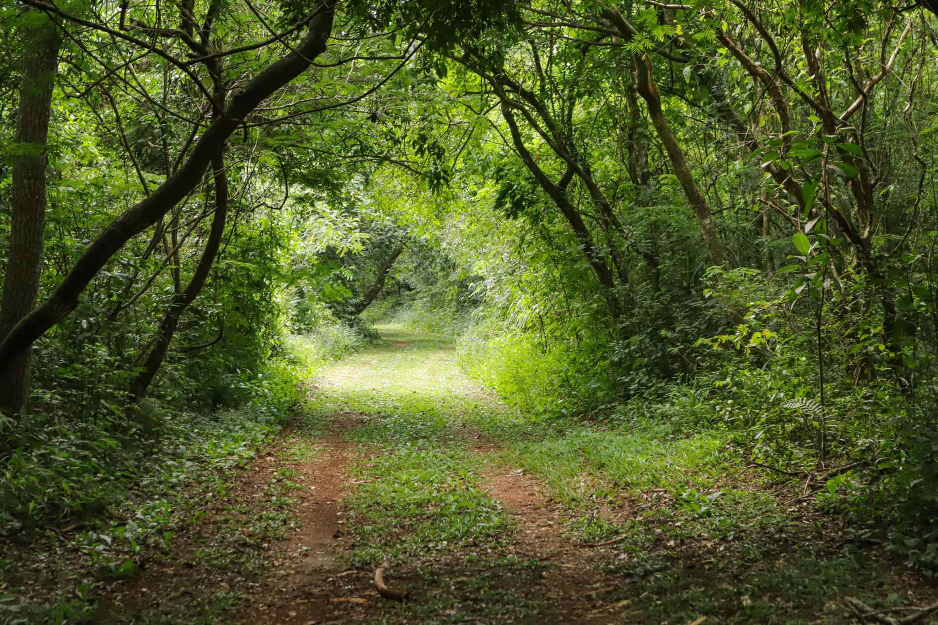 Caminho do Peabiru &eacute; uma rede de trilhas ancestrais que ligava Cusco, no Peru, ao Oceano Atl&acirc;ntico, e significa "caminho de gramado amassado"