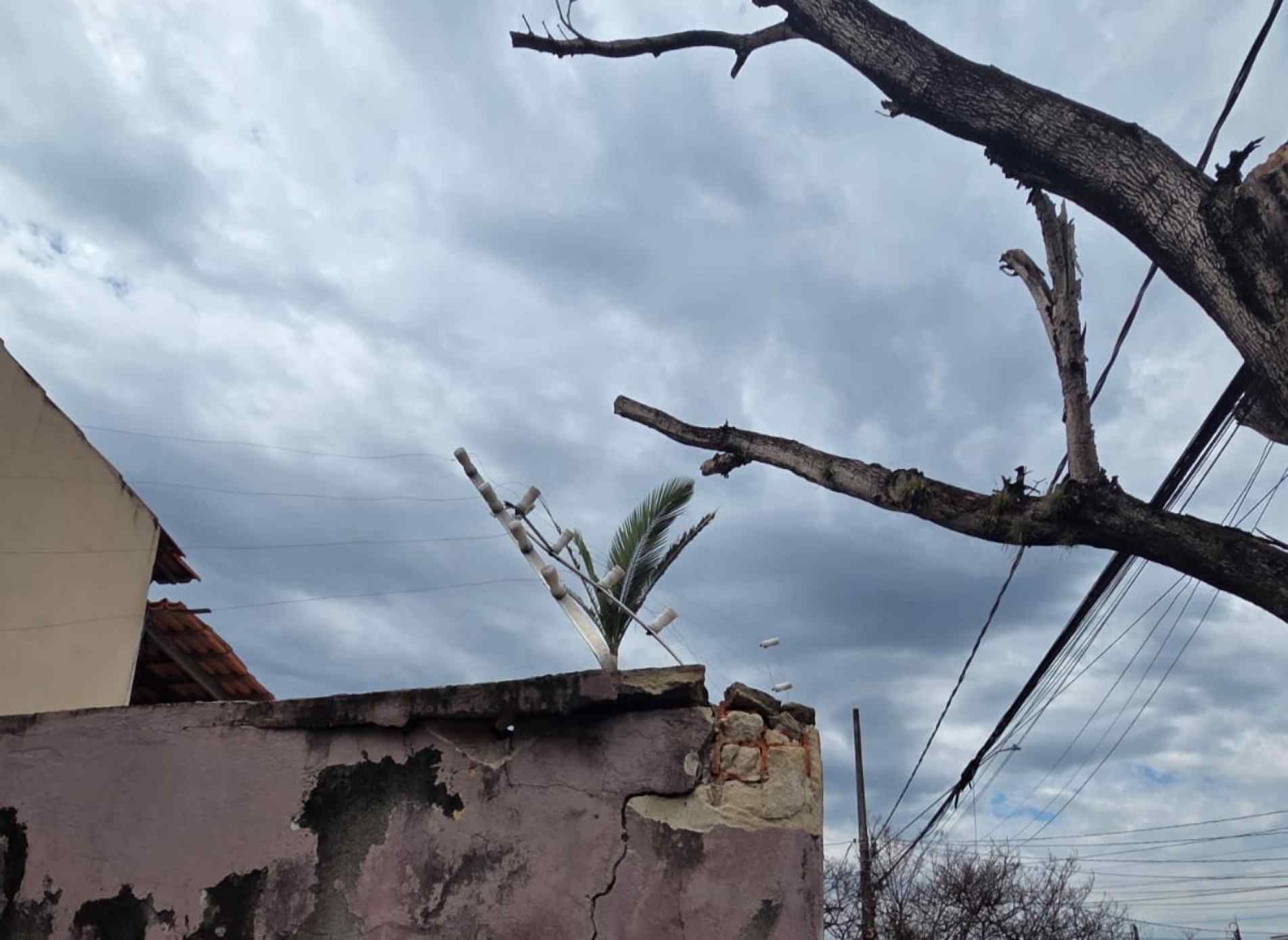 De acordo com os moradores, os galhos da árvore se quebram com facilidade no topo e correm risco de ceder em períodos de chuva intensa
