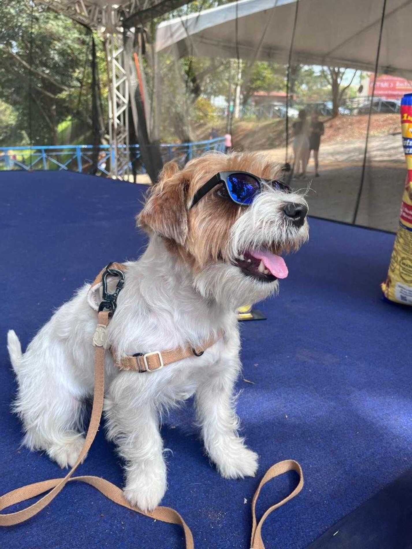 A categoria mais aguardada do evento foi o Pet Fashion, que transformou a praça em uma verdadeira passarela. O grande vencedor foi Juca, que chamou a atenção pelo visual estiloso e pelos óculos de sol durante o desfile