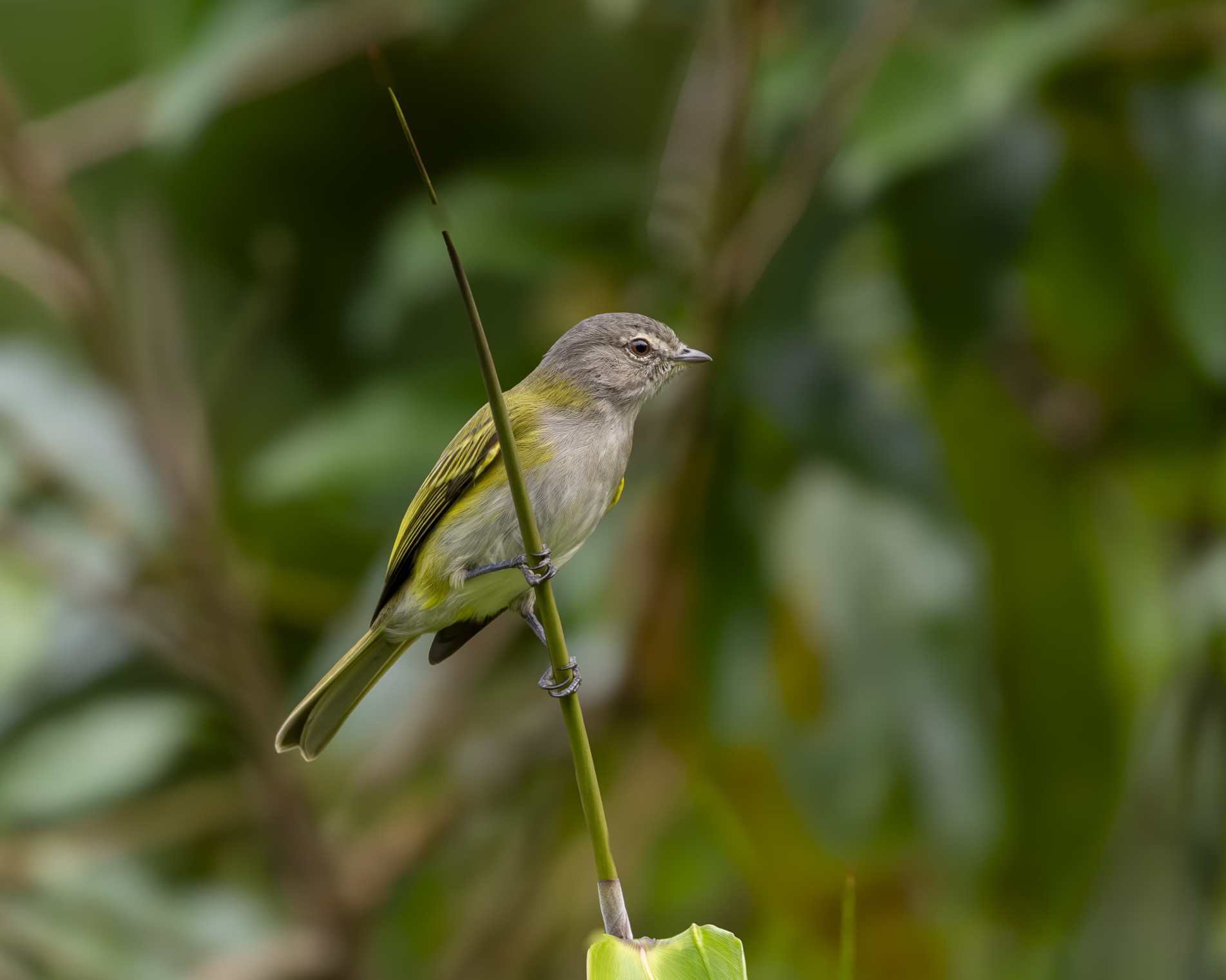 Piolhinho-serrano mede cerca de 10 a 11 centímetros e vive principalmente em florestas úmidas da Mata Atlântica, onde procura insetos entre folhas e galhos