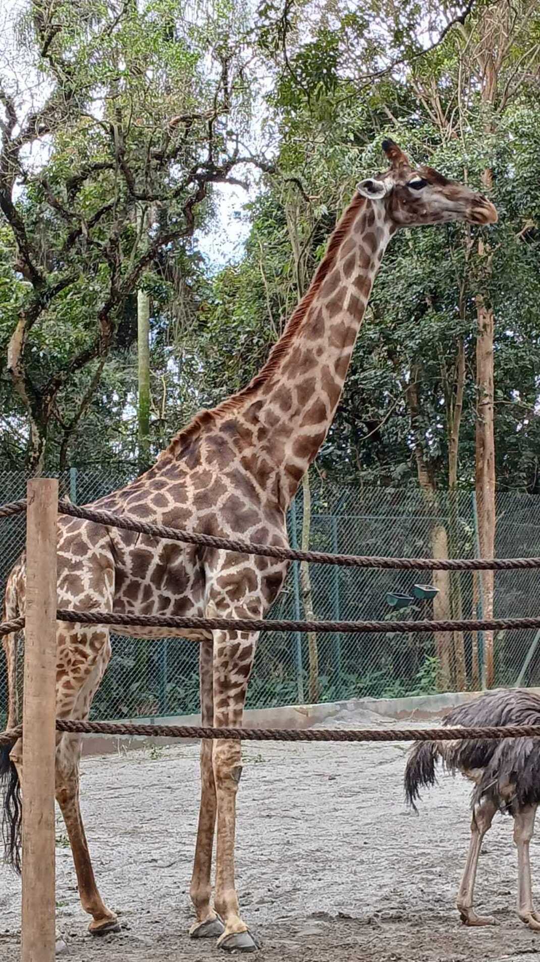 No zoo, os animais roubam a cena, e a girafa é uma das estrelas da casa