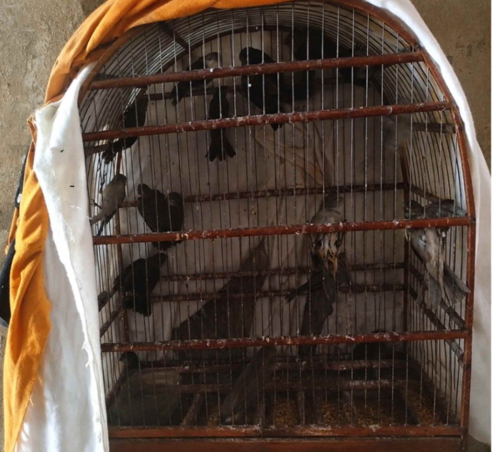 Após avaliação técnica, os animais foram considerados em estado bravio, com indícios de captura recente
