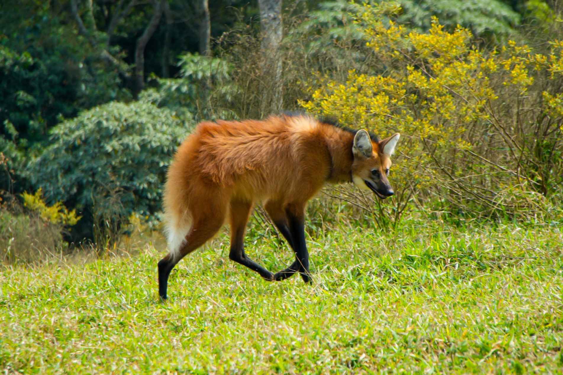Área de mata do município é escolhidapara o retorno do animal