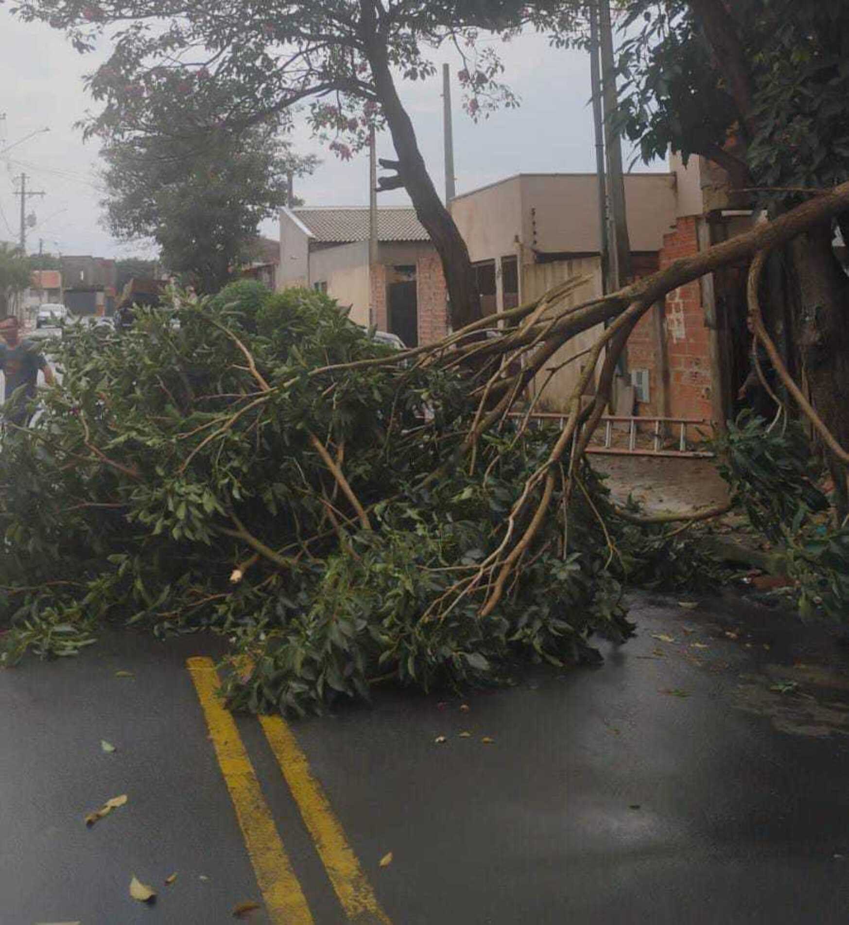 Agentes da Defesa Civil municipal e das Secretarias de Meio Ambiente e Servi&ccedil;os P&uacute;blicos atuaram na remo&ccedil;&atilde;o das &aacute;rvores