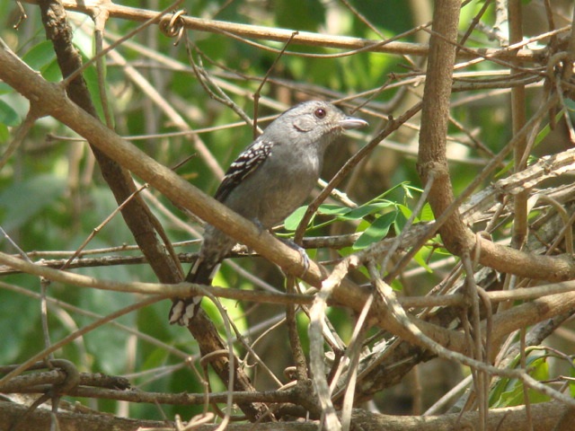 Choca-da-mata